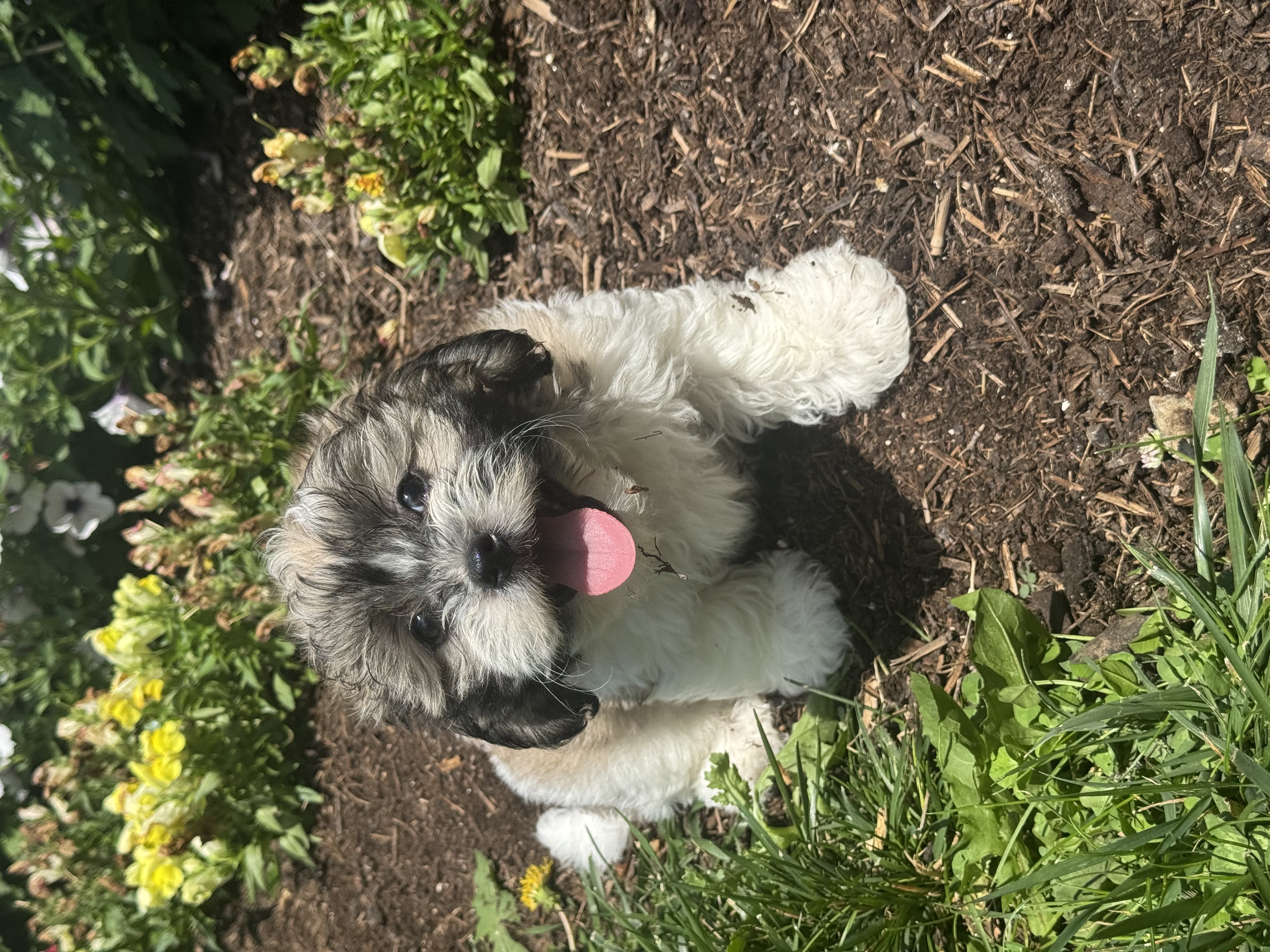 puppy, for, sale, Shi-Chon, Curtis  Martin, dog, breeder, Seneca Falls, NY, dog-breeder, puppy-for-sale, forsale, nearby, find, puppyfind, locator, puppylocator, aca