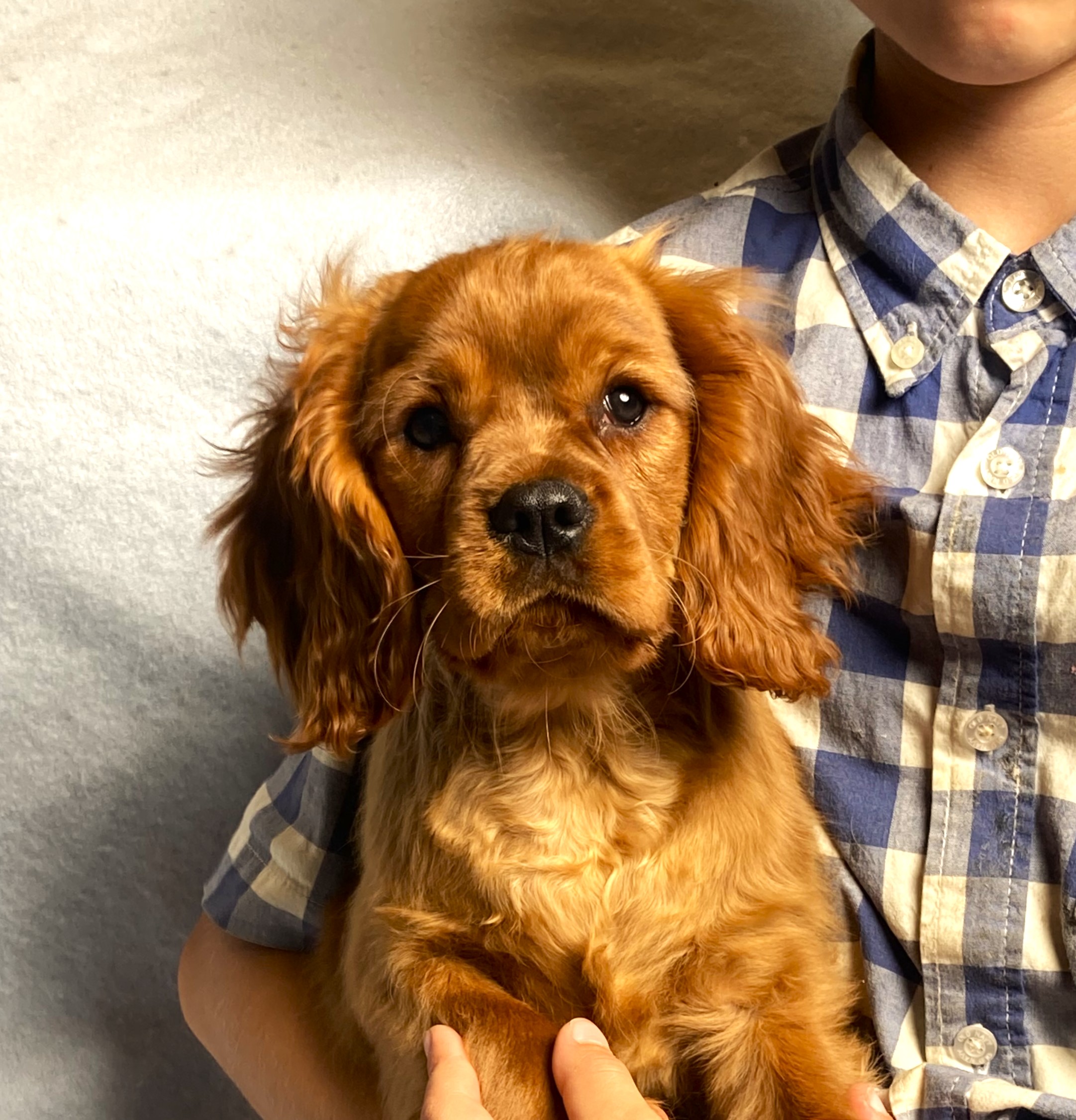 puppy, for, sale, Cavalier King Charles Spaniel,   Little Stream Estates LLC, dog, breeder, Lititz, PA, dog-breeder, puppy-for-sale, forsale, nearby, find, puppyfind, locator, puppylocator, aca