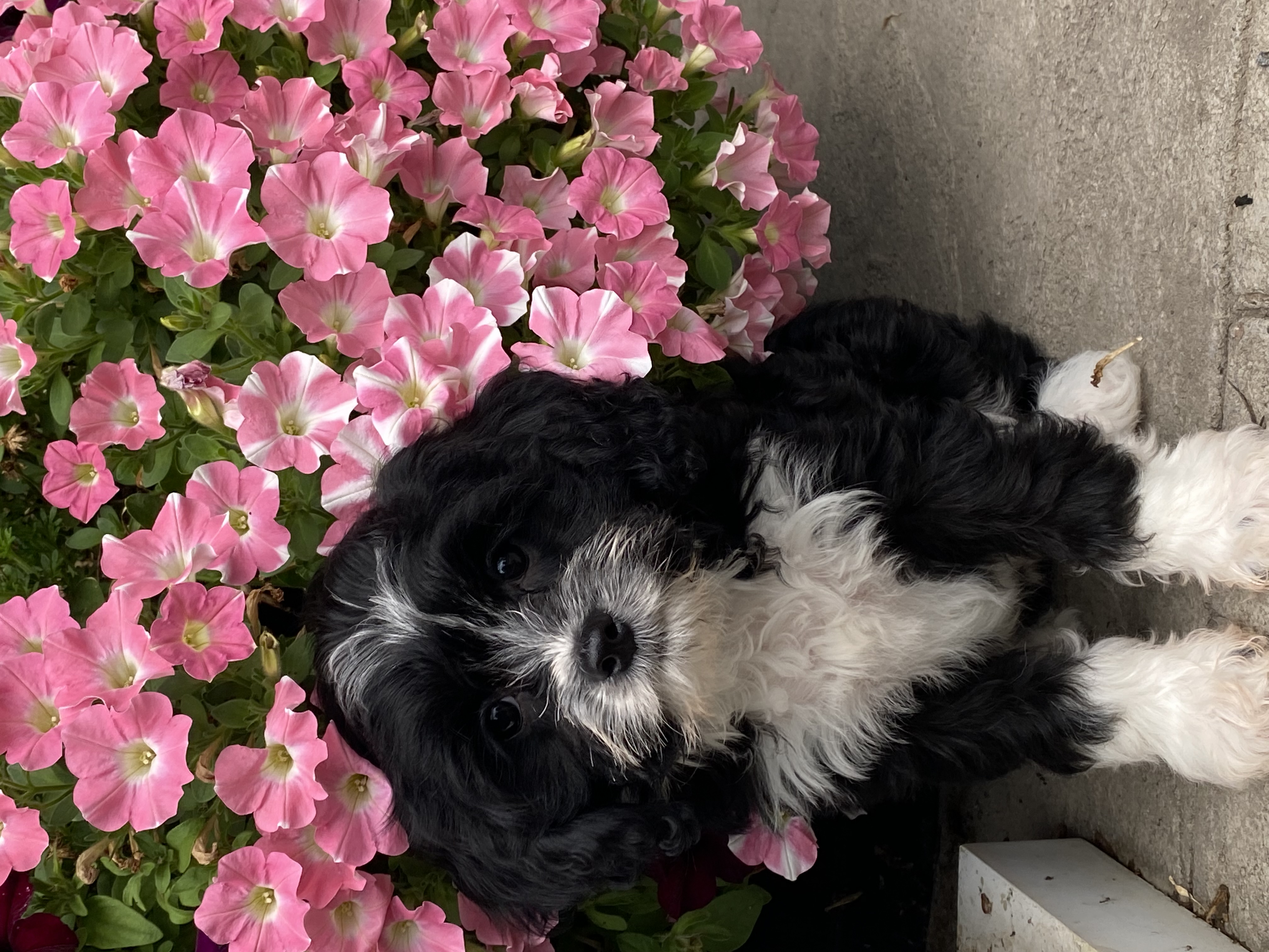puppy, for, sale, Cavanese, Curtis  Martin, dog, breeder, Seneca Falls, NY, dog-breeder, puppy-for-sale, forsale, nearby, find, puppyfind, locator, puppylocator, aca