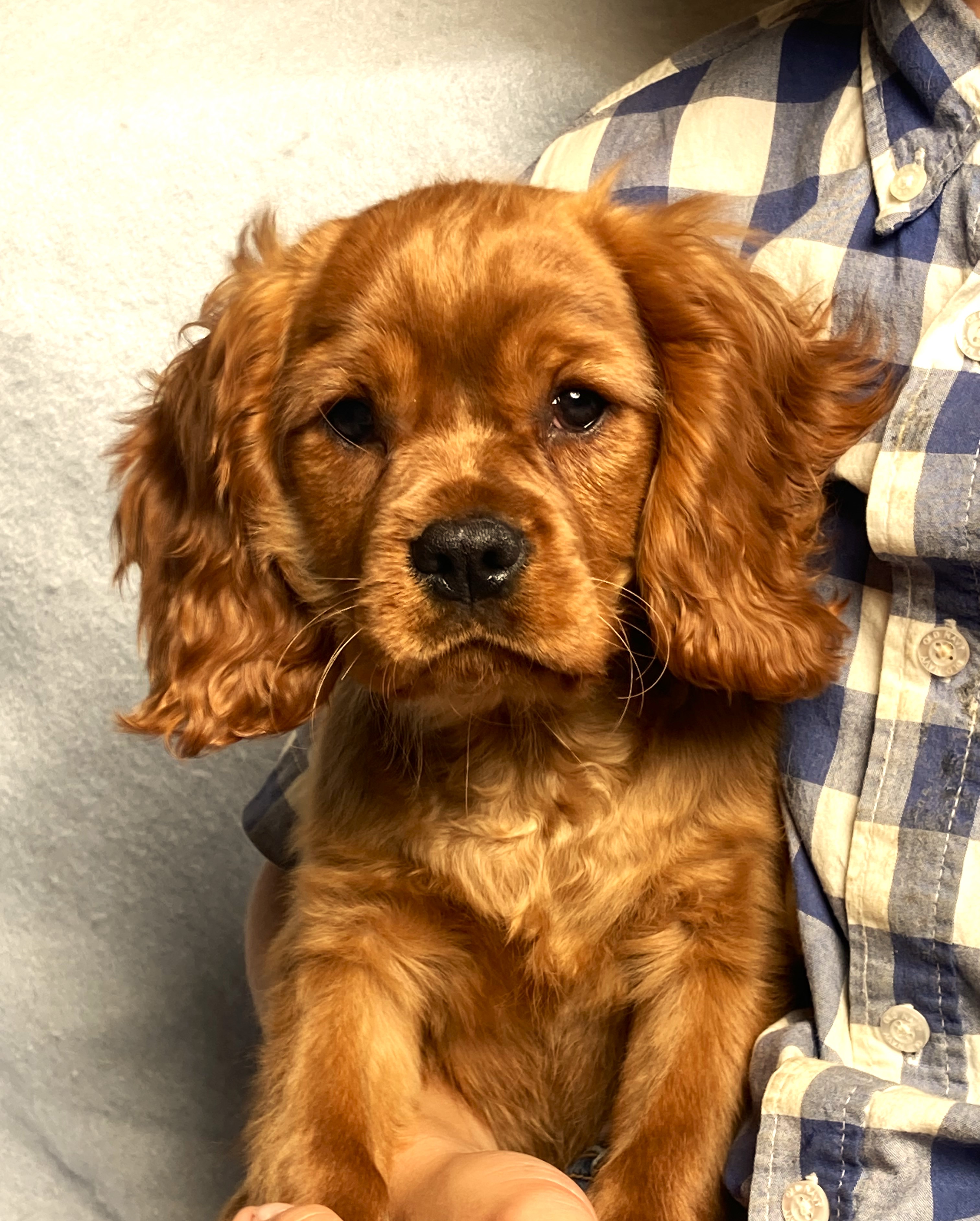 puppy, for, sale, Cavalier King Charles Spaniel,   Little Stream Estates LLC, dog, breeder, Lititz, PA, dog-breeder, puppy-for-sale, forsale, nearby, find, puppyfind, locator, puppylocator, aca