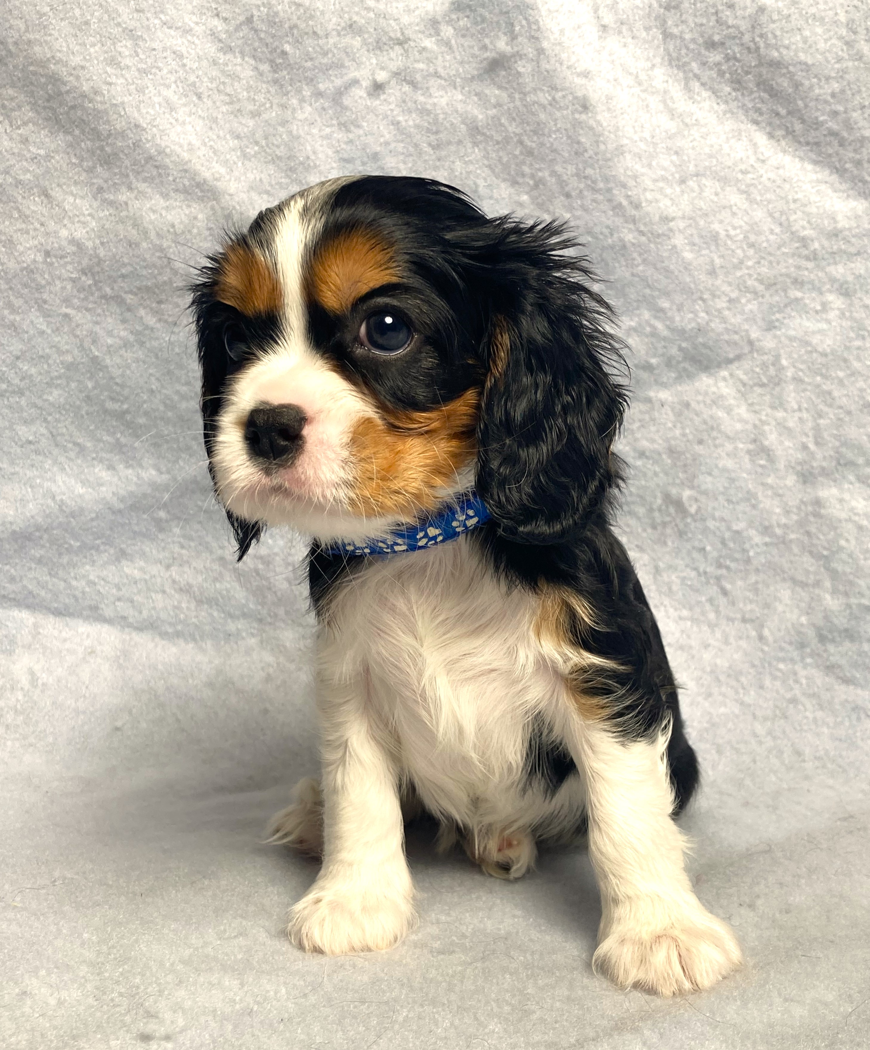 puppy, for, sale, Cavalier King Charles Spaniel,   Little Stream Estates LLC, dog, breeder, Lititz, PA, dog-breeder, puppy-for-sale, forsale, nearby, find, puppyfind, locator, puppylocator, aca