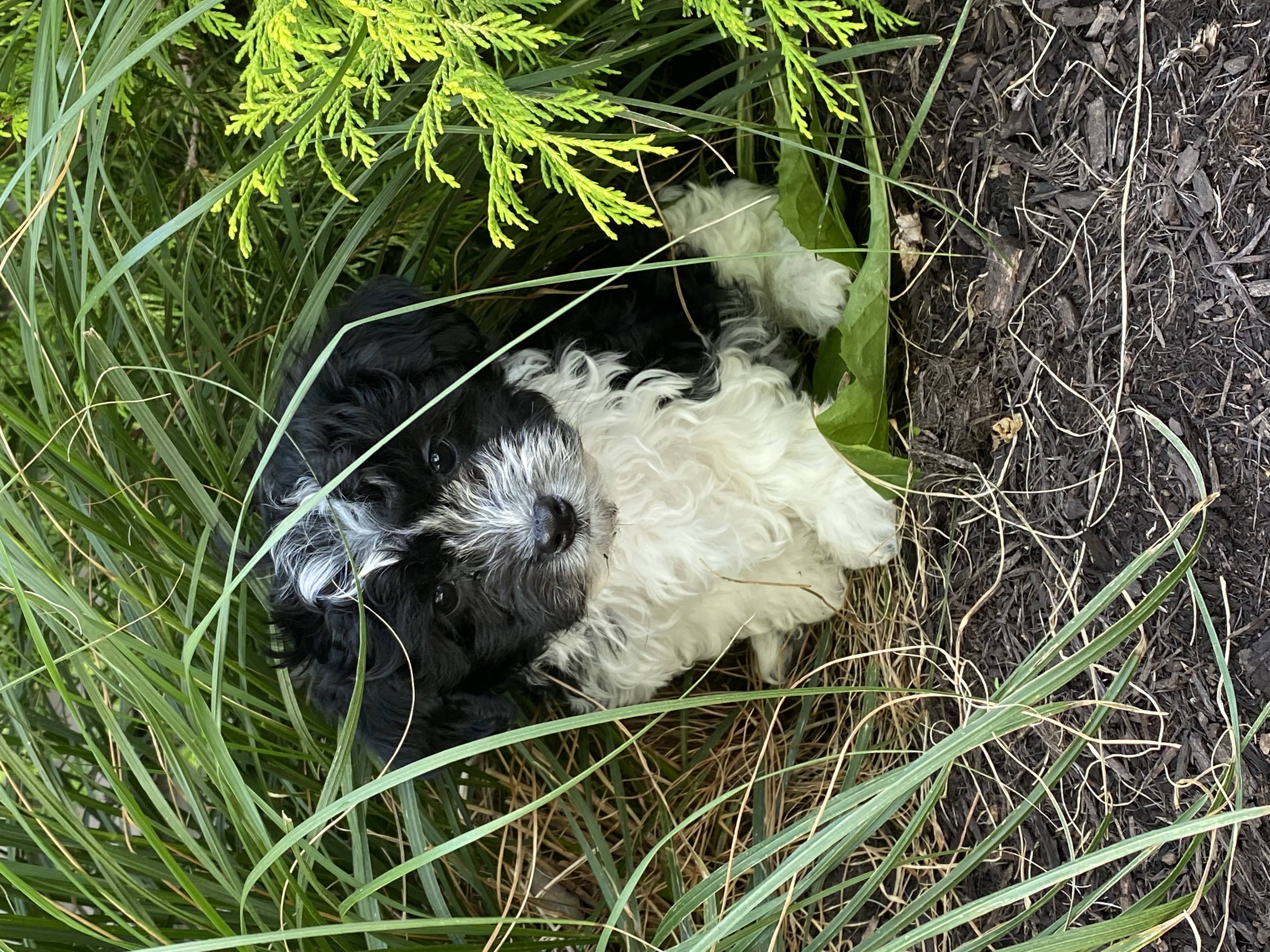 puppy, for, sale, Havanese, Curtis  Martin, dog, breeder, Seneca Falls, NY, dog-breeder, puppy-for-sale, forsale, nearby, find, puppyfind, locator, puppylocator, aca