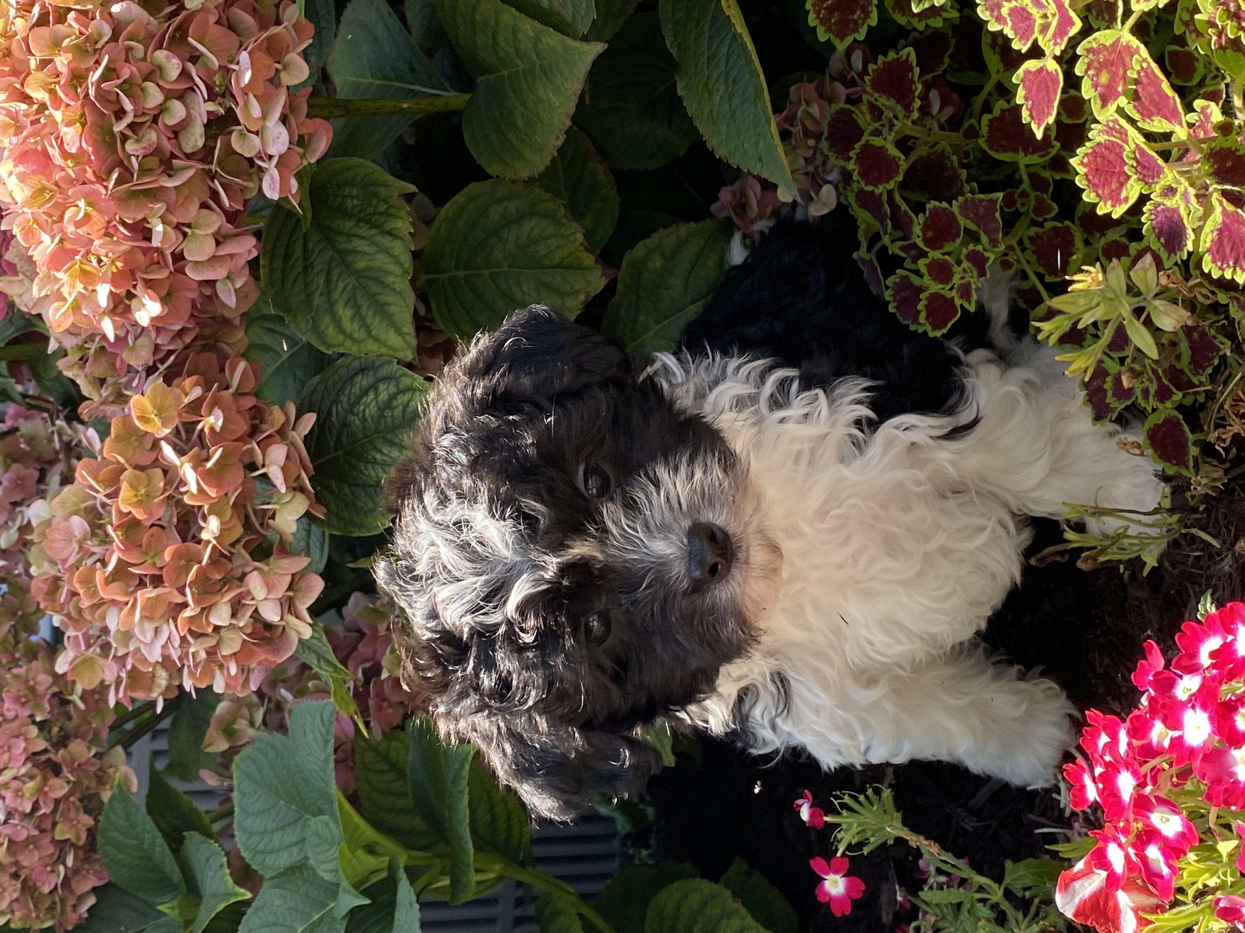 puppy, for, sale, Havanese, Curtis  Martin, dog, breeder, Seneca Falls, NY, dog-breeder, puppy-for-sale, forsale, nearby, find, puppyfind, locator, puppylocator, aca