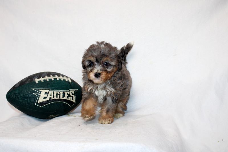 puppy, for, sale, Mini Bernedoodle F2, Matthew B. Stoltzfus, dog, breeder, Gap, PA, dog-breeder, puppy-for-sale, forsale, nearby, find, puppyfind, locator, puppylocator, aca