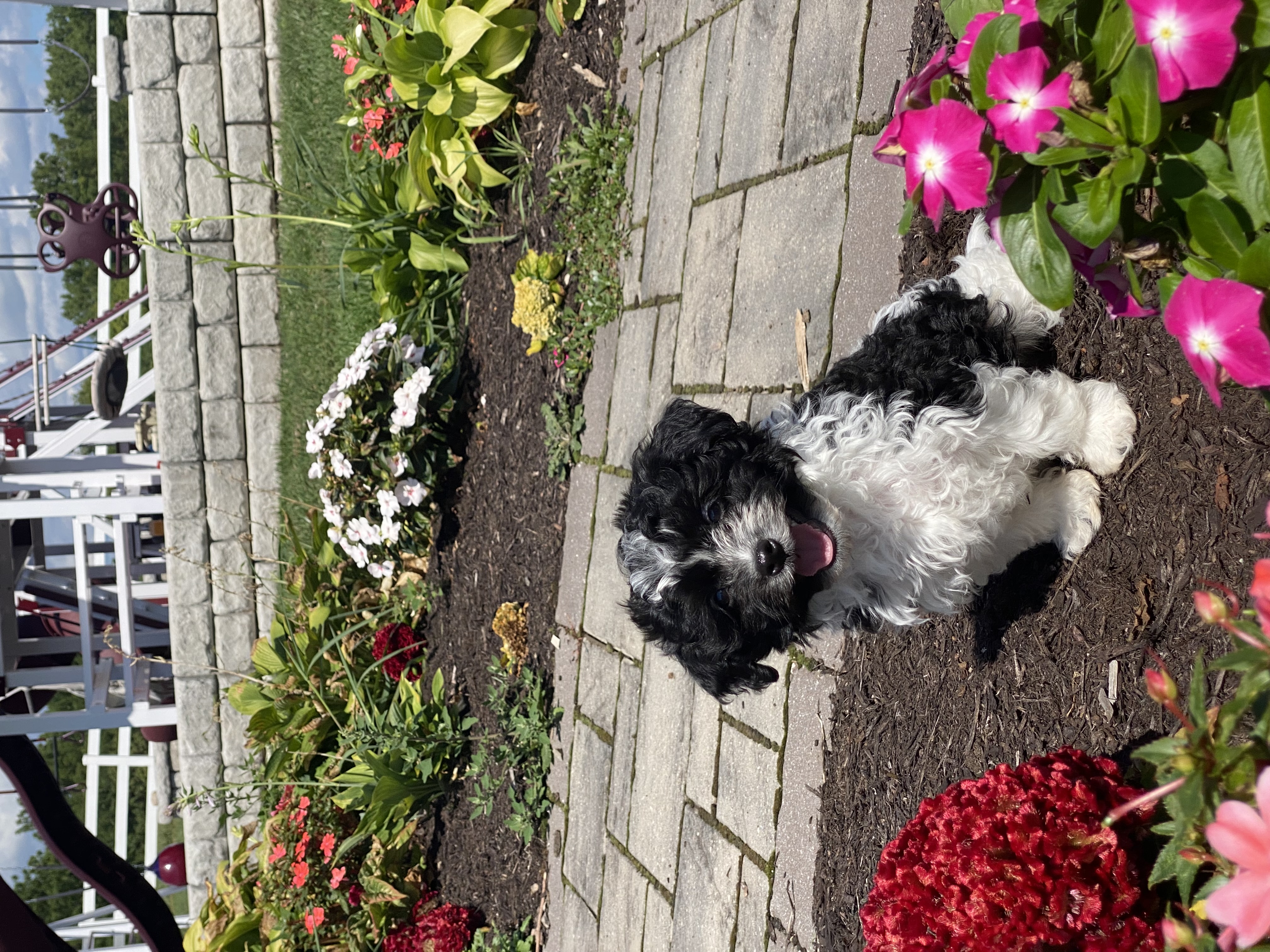 puppy, for, sale, Havanese, Curtis  Martin, dog, breeder, Seneca Falls, NY, dog-breeder, puppy-for-sale, forsale, nearby, find, puppyfind, locator, puppylocator, aca