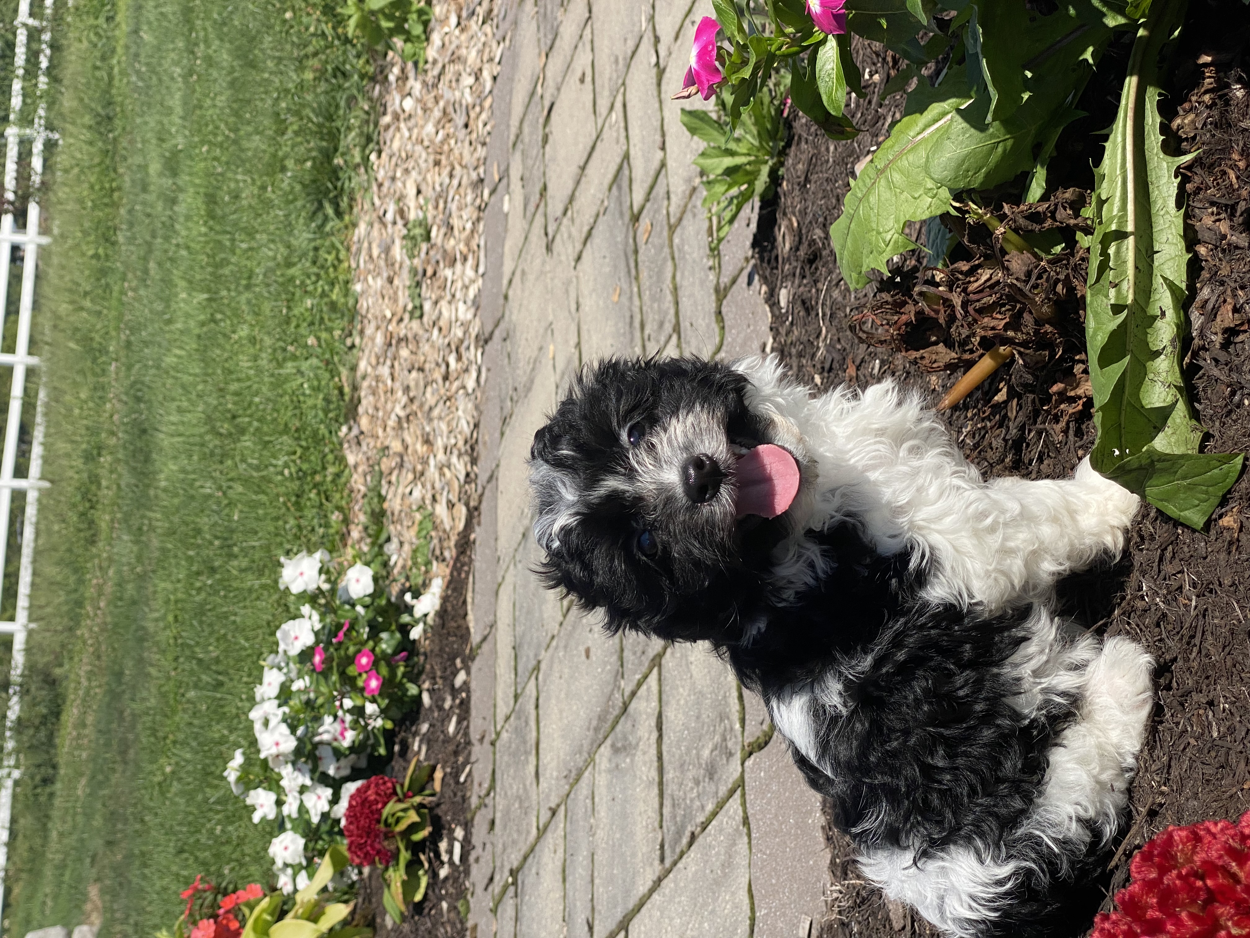 puppy, for, sale, Havanese, Curtis  Martin, dog, breeder, Seneca Falls, NY, dog-breeder, puppy-for-sale, forsale, nearby, find, puppyfind, locator, puppylocator, aca