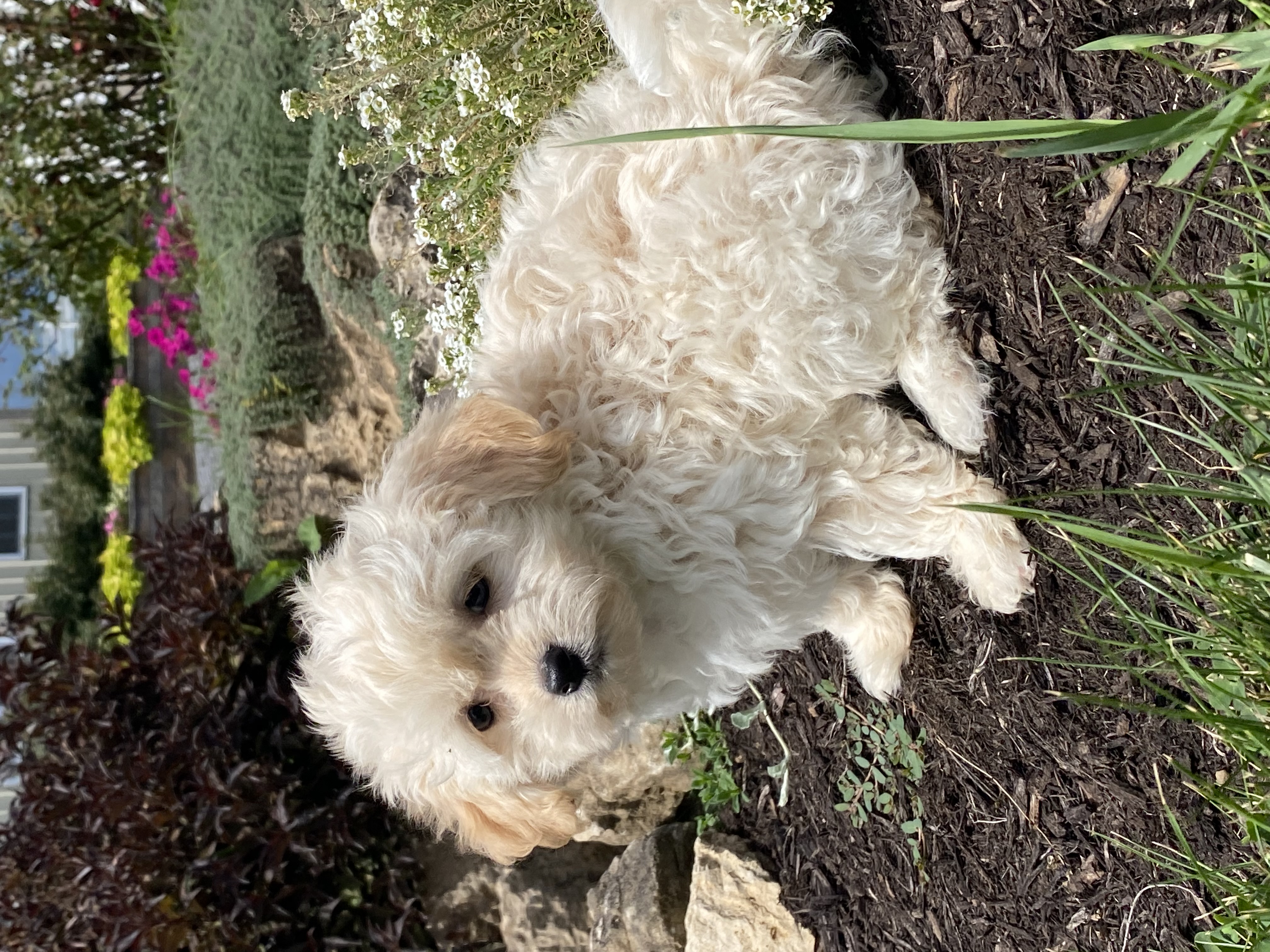 puppy, for, sale, Havanese, Curtis  Martin, dog, breeder, Seneca Falls, NY, dog-breeder, puppy-for-sale, forsale, nearby, find, puppyfind, locator, puppylocator, aca