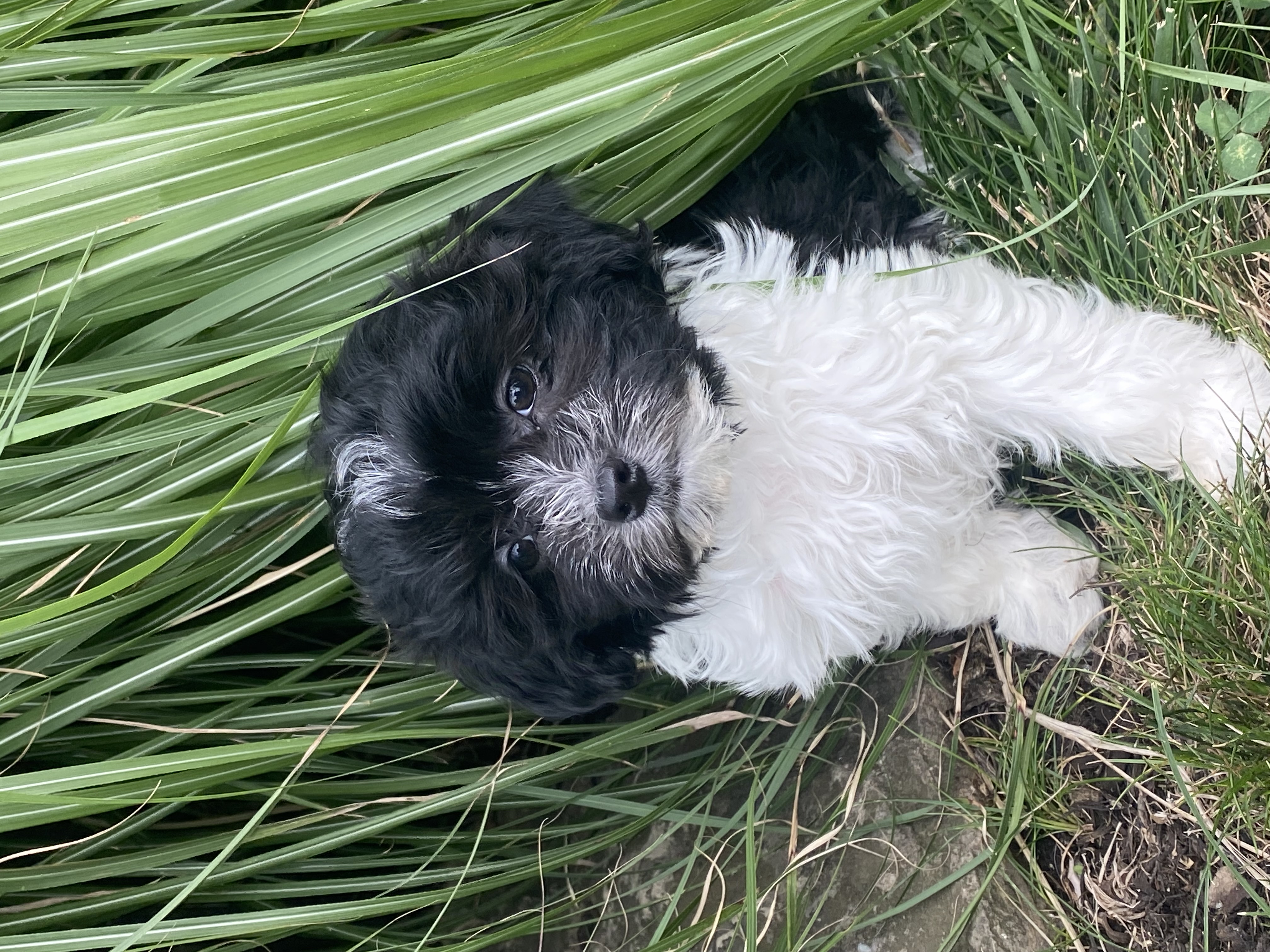 puppy, for, sale, Havanese, Curtis  Martin, dog, breeder, Seneca Falls, NY, dog-breeder, puppy-for-sale, forsale, nearby, find, puppyfind, locator, puppylocator, aca