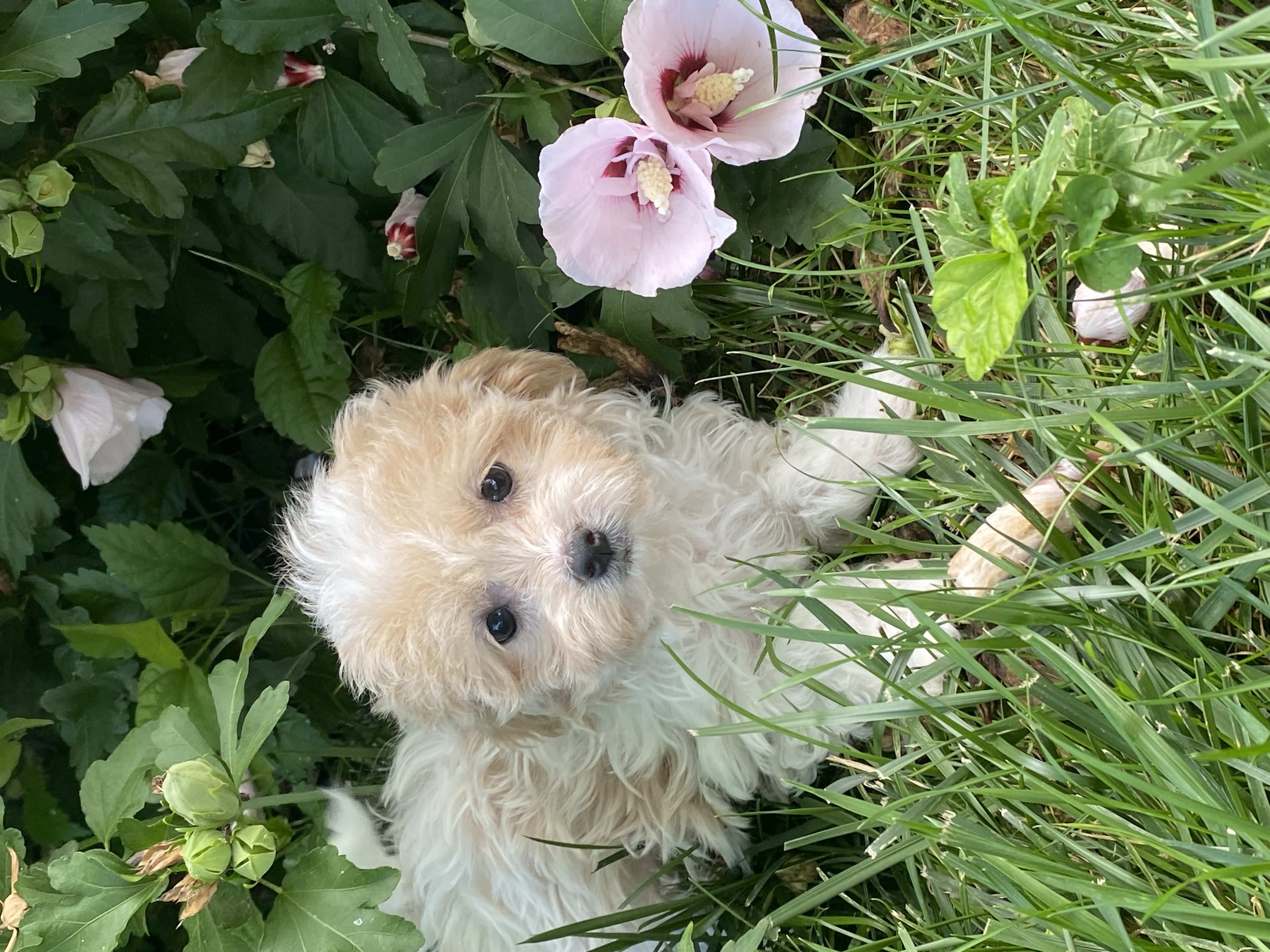 puppy, for, sale, Havanese, Curtis  Martin, dog, breeder, Seneca Falls, NY, dog-breeder, puppy-for-sale, forsale, nearby, find, puppyfind, locator, puppylocator, aca