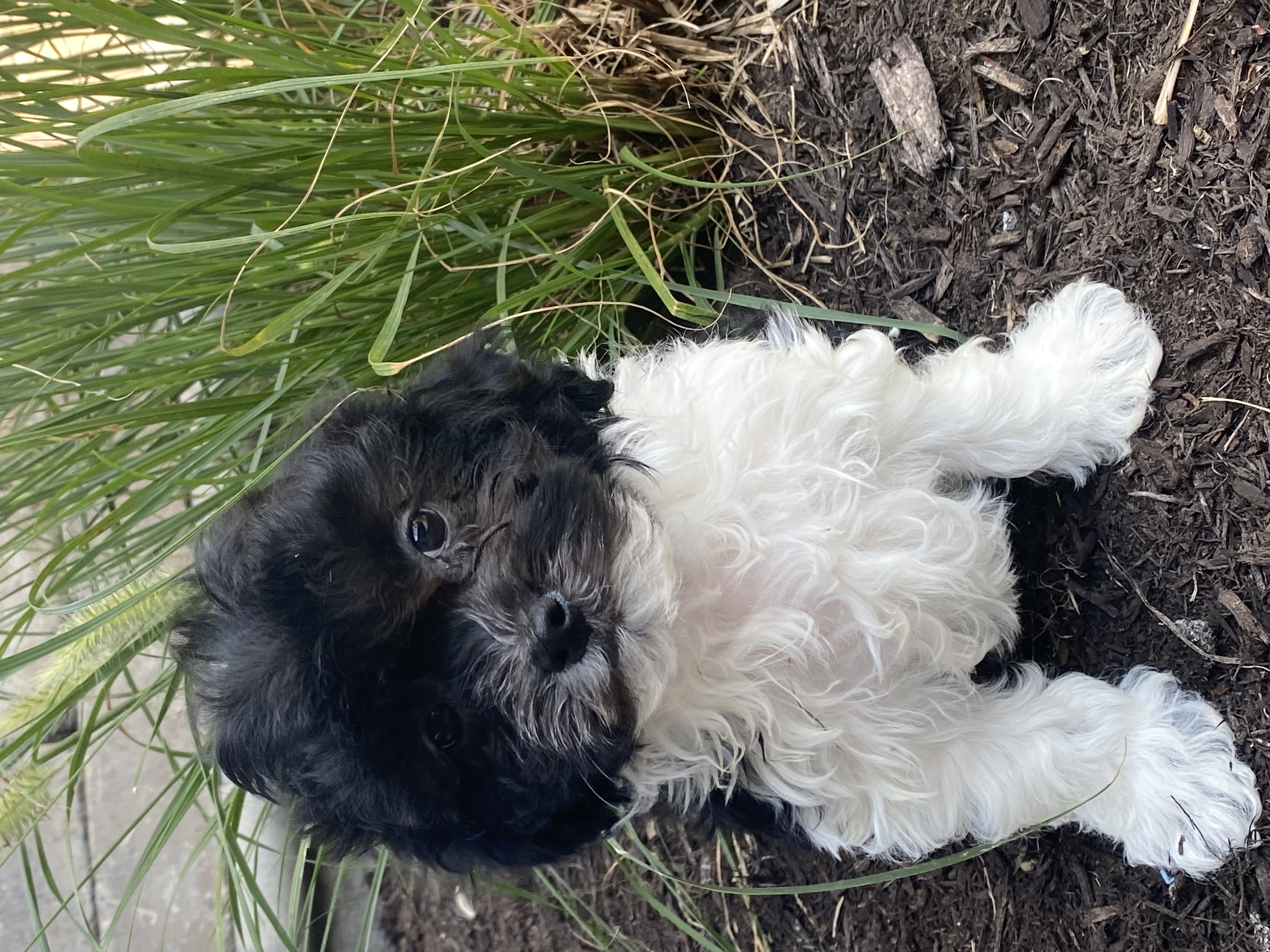 puppy, for, sale, Havanese, Curtis  Martin, dog, breeder, Seneca Falls, NY, dog-breeder, puppy-for-sale, forsale, nearby, find, puppyfind, locator, puppylocator, aca