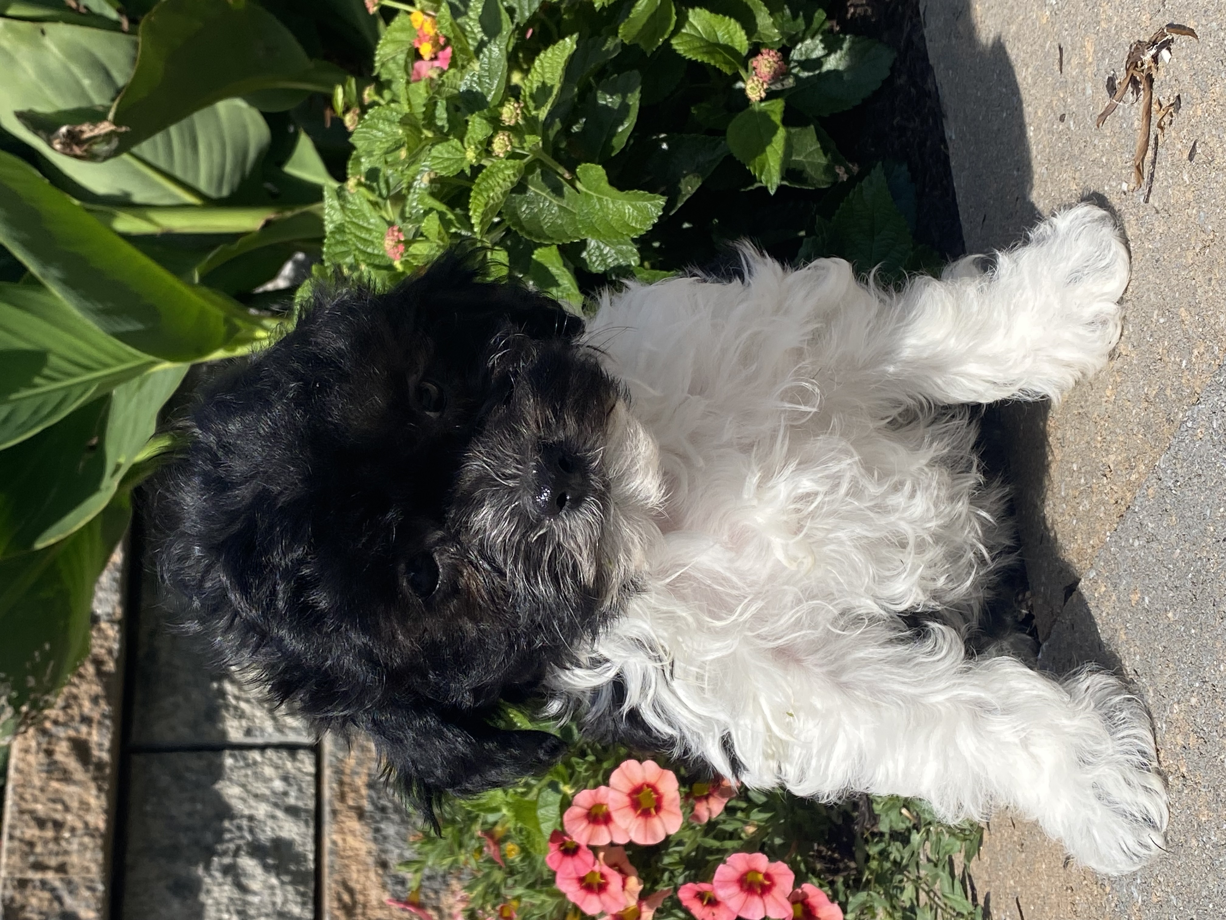 puppy, for, sale, Havanese, Curtis  Martin, dog, breeder, Seneca Falls, NY, dog-breeder, puppy-for-sale, forsale, nearby, find, puppyfind, locator, puppylocator, aca