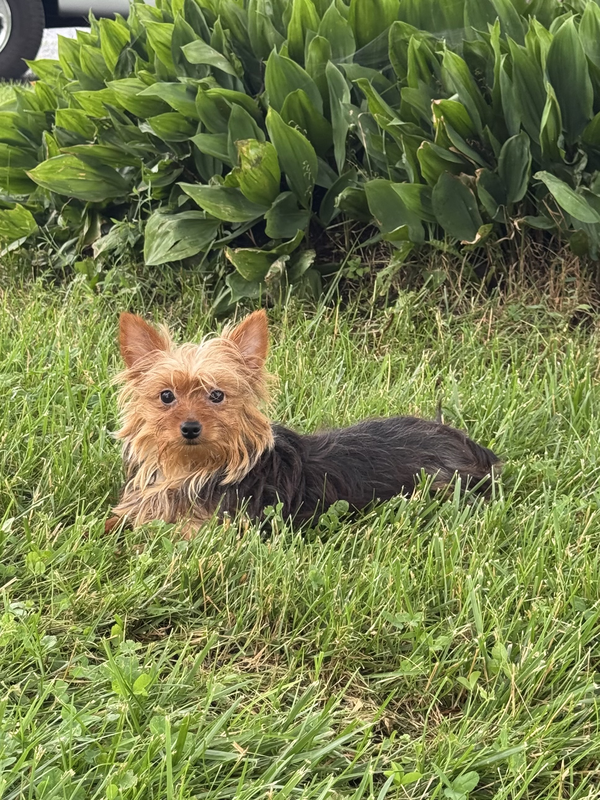 puppy, for, sale, Yorkshire Terrier, Curtis  Martin, dog, breeder, Seneca Falls, NY, dog-breeder, puppy-for-sale, forsale, nearby, find, puppyfind, locator, puppylocator, aca