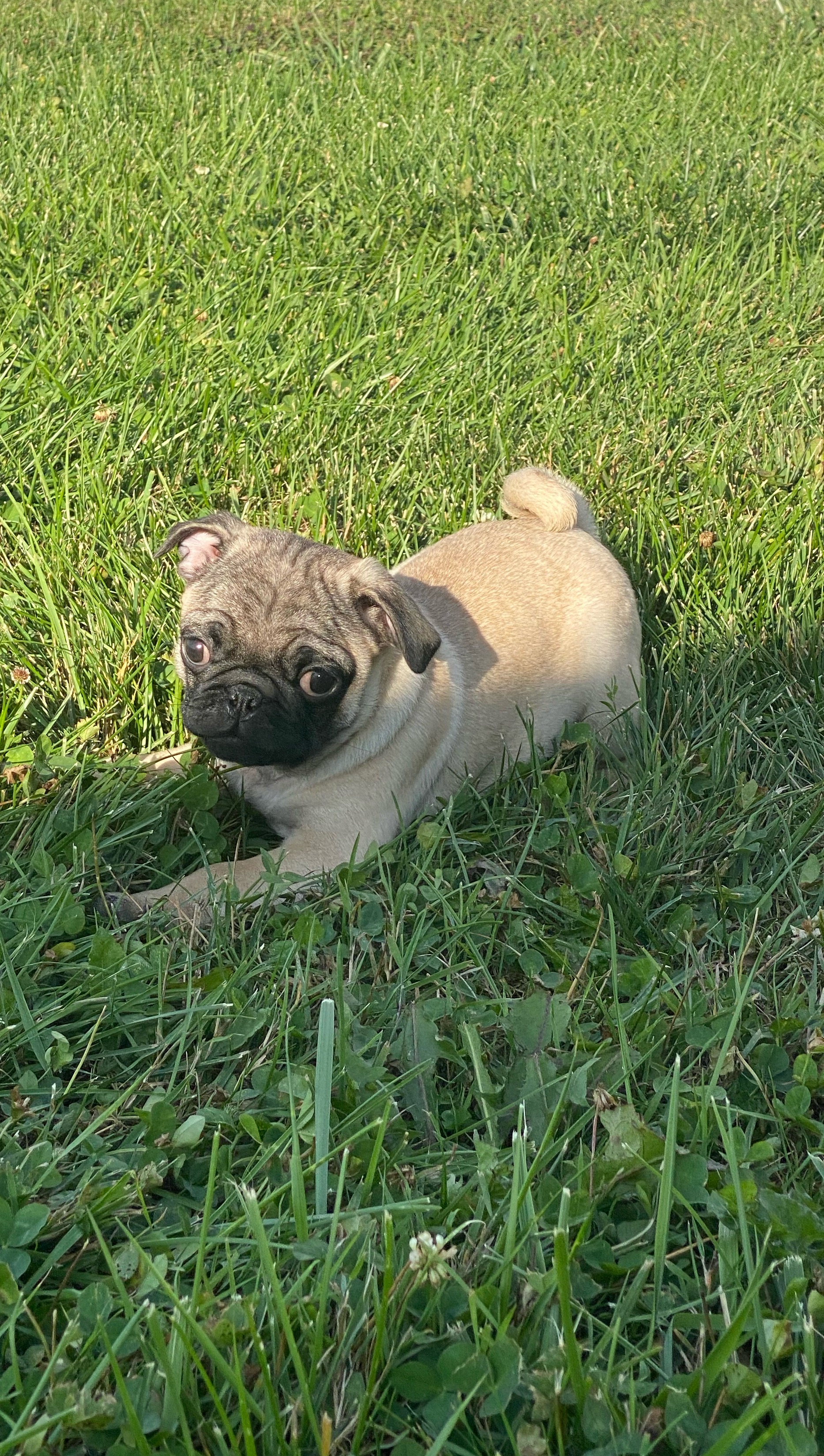 puppy, for, sale, Pug, Curtis  Martin, dog, breeder, Seneca Falls, NY, dog-breeder, puppy-for-sale, forsale, nearby, find, puppyfind, locator, puppylocator, aca