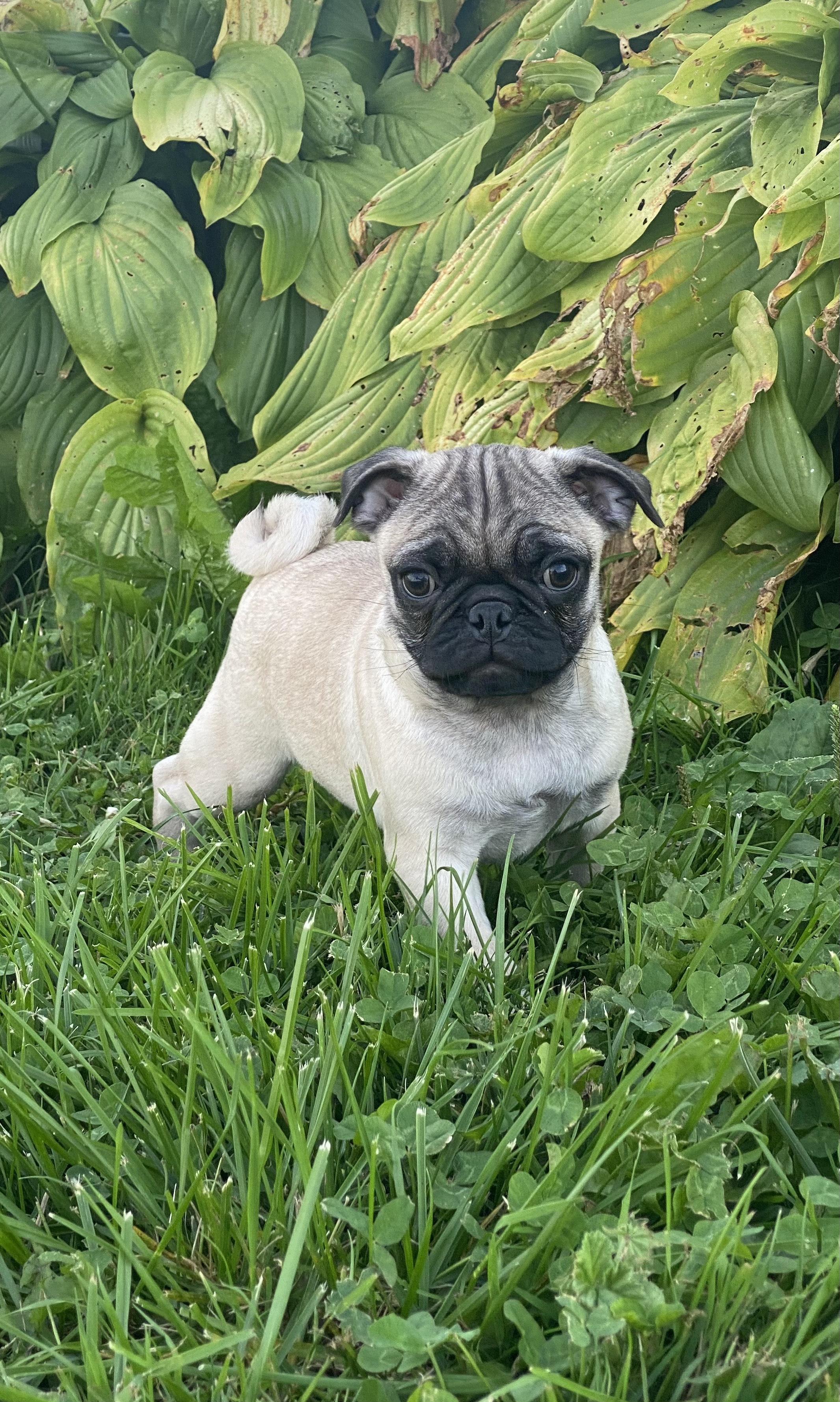 puppy, for, sale, Pug, Curtis  Martin, dog, breeder, Seneca Falls, NY, dog-breeder, puppy-for-sale, forsale, nearby, find, puppyfind, locator, puppylocator, aca