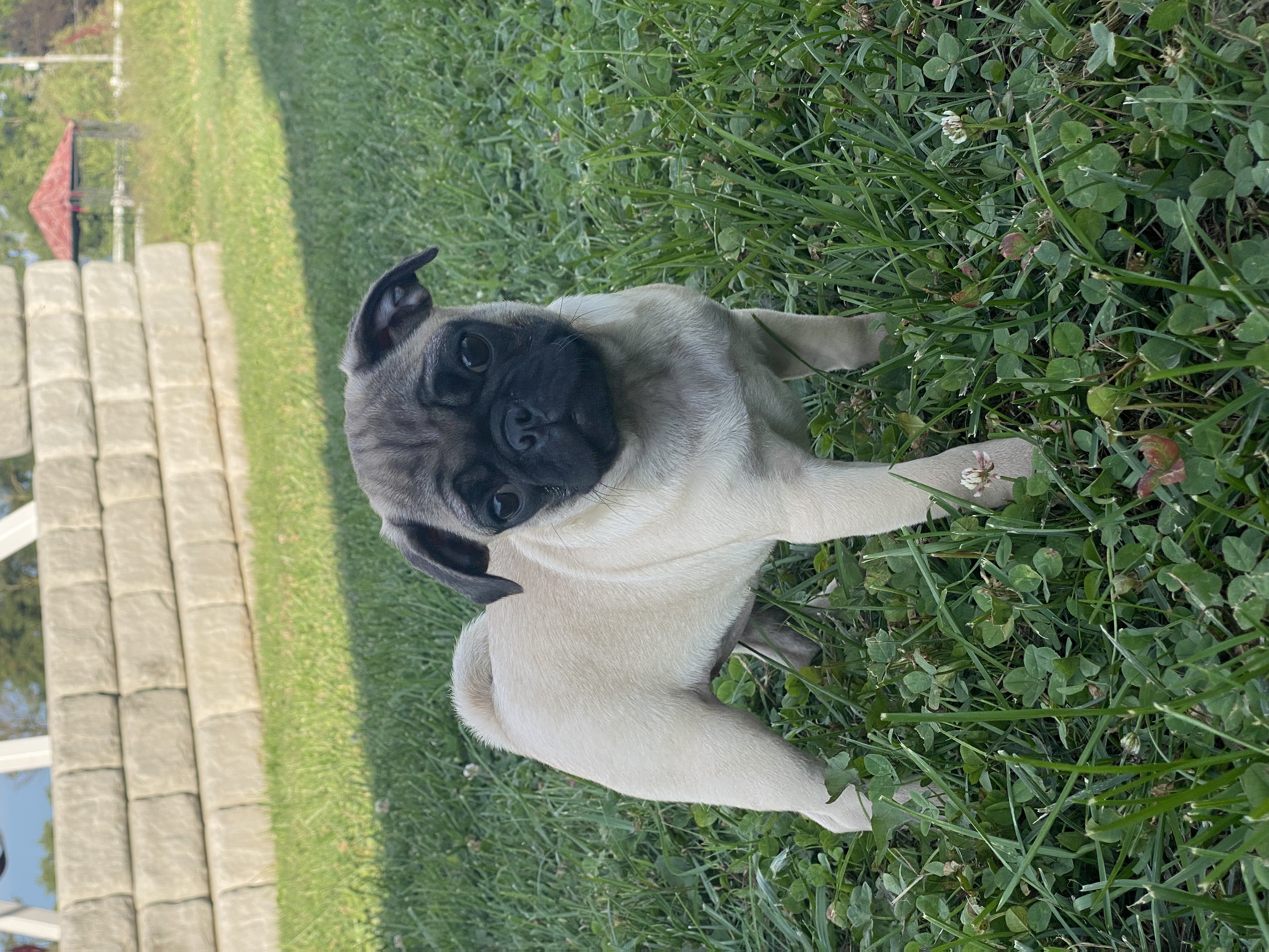 puppy, for, sale, Pug, Curtis  Martin, dog, breeder, Seneca Falls, NY, dog-breeder, puppy-for-sale, forsale, nearby, find, puppyfind, locator, puppylocator, aca