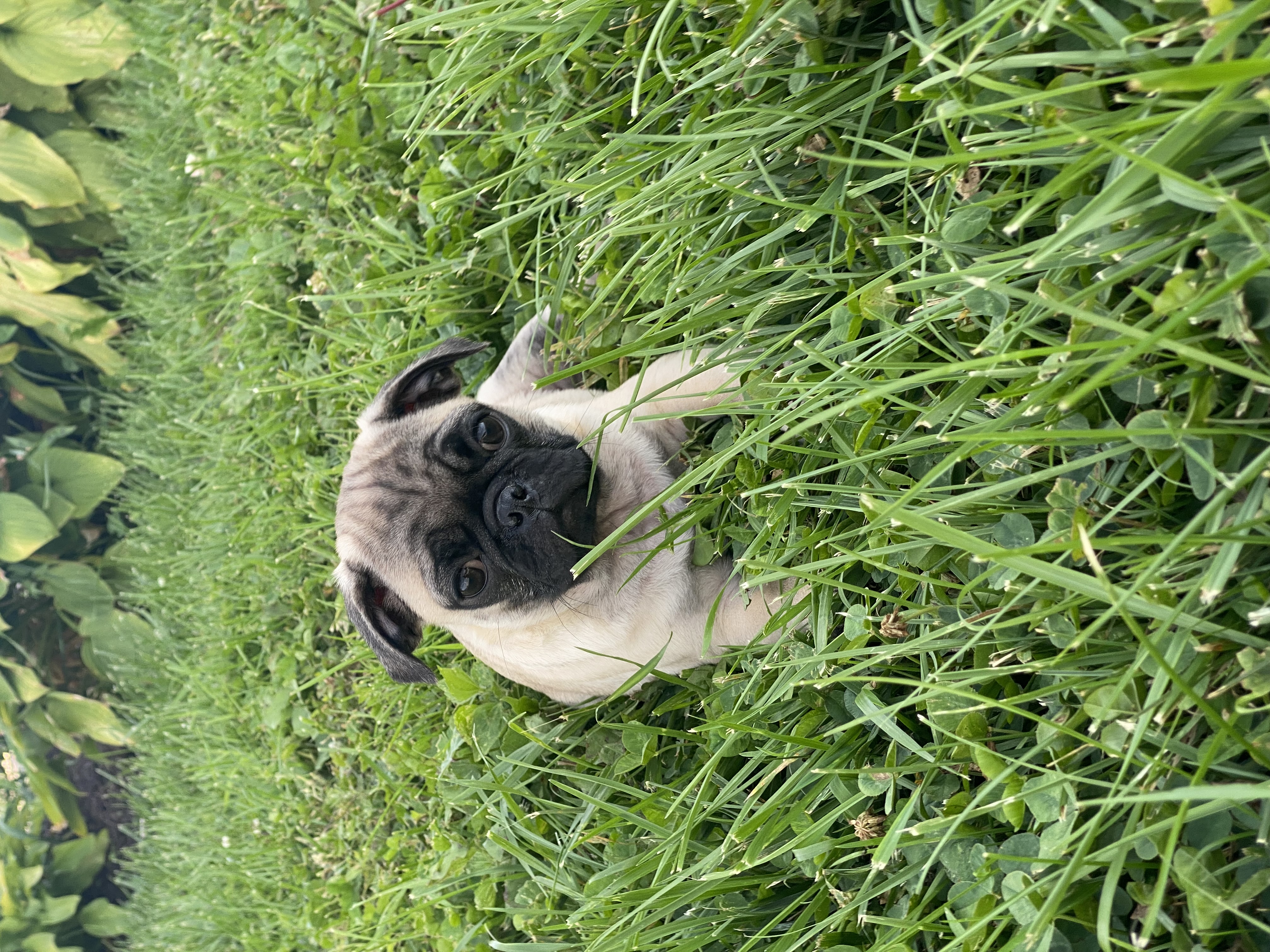 puppy, for, sale, Pug, Curtis  Martin, dog, breeder, Seneca Falls, NY, dog-breeder, puppy-for-sale, forsale, nearby, find, puppyfind, locator, puppylocator, aca