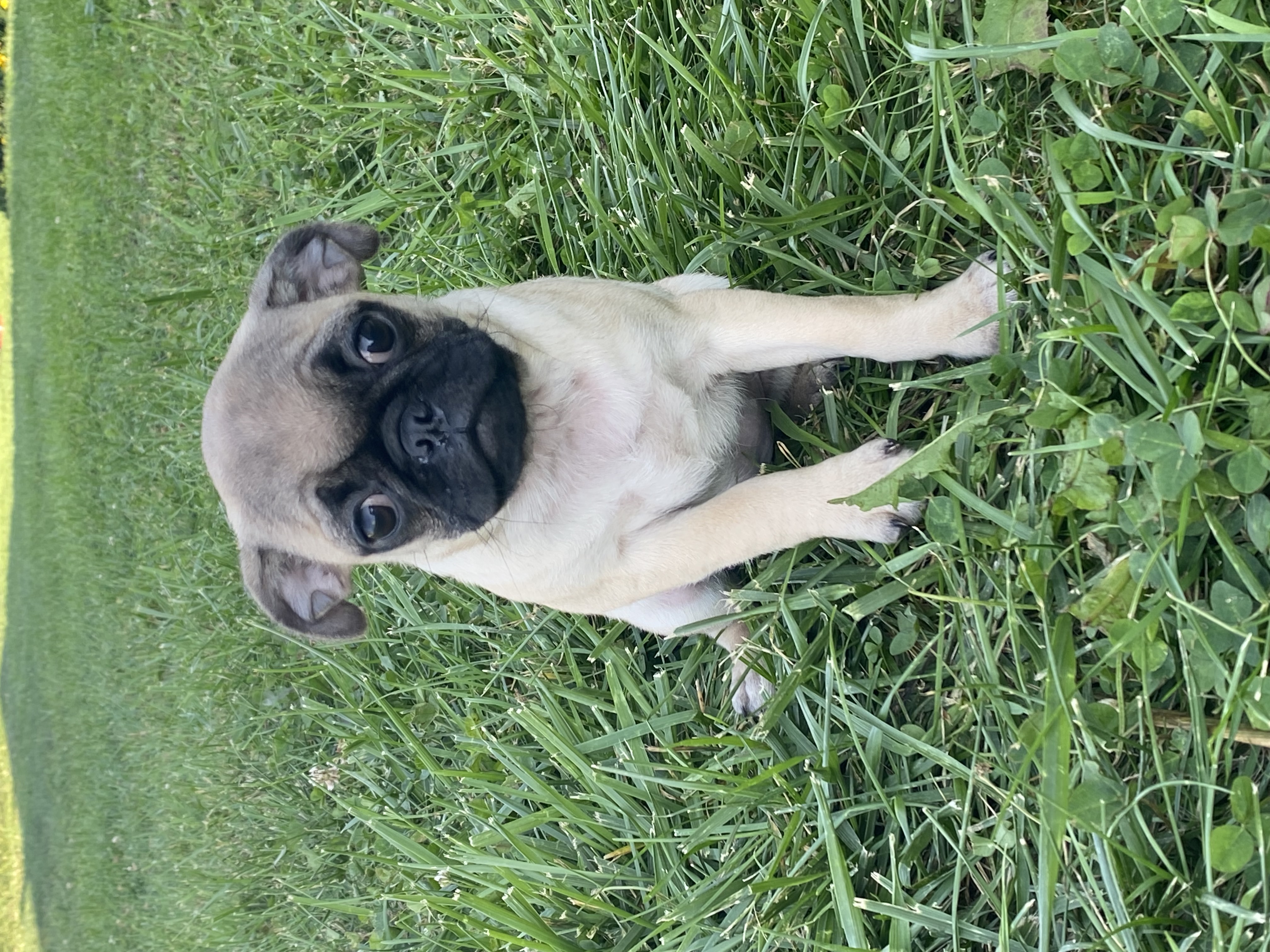 puppy, for, sale, Pug, Curtis  Martin, dog, breeder, Seneca Falls, NY, dog-breeder, puppy-for-sale, forsale, nearby, find, puppyfind, locator, puppylocator, aca