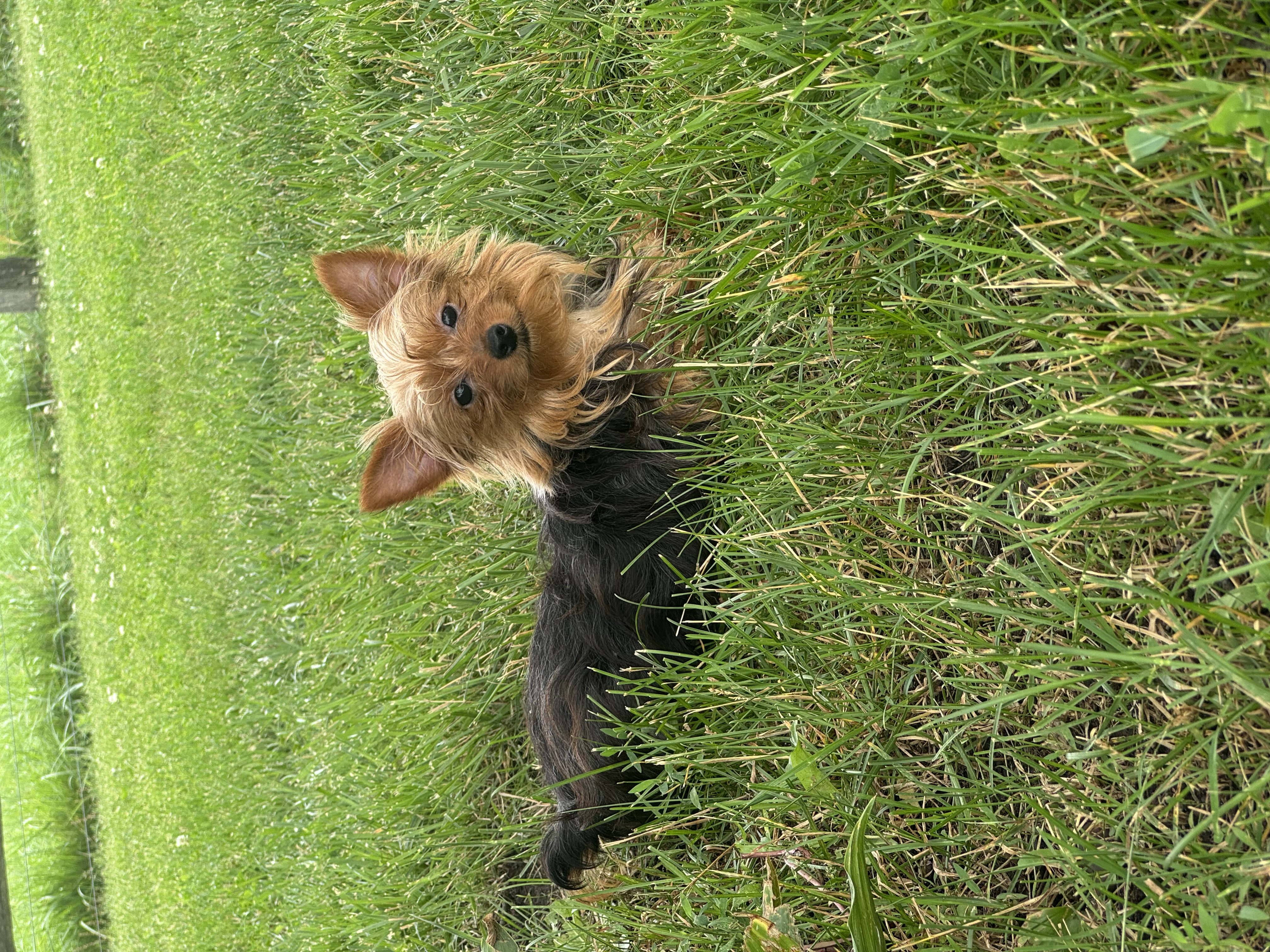 puppy, for, sale, Yorkshire Terrier, Curtis  Martin, dog, breeder, Seneca Falls, NY, dog-breeder, puppy-for-sale, forsale, nearby, find, puppyfind, locator, puppylocator, aca