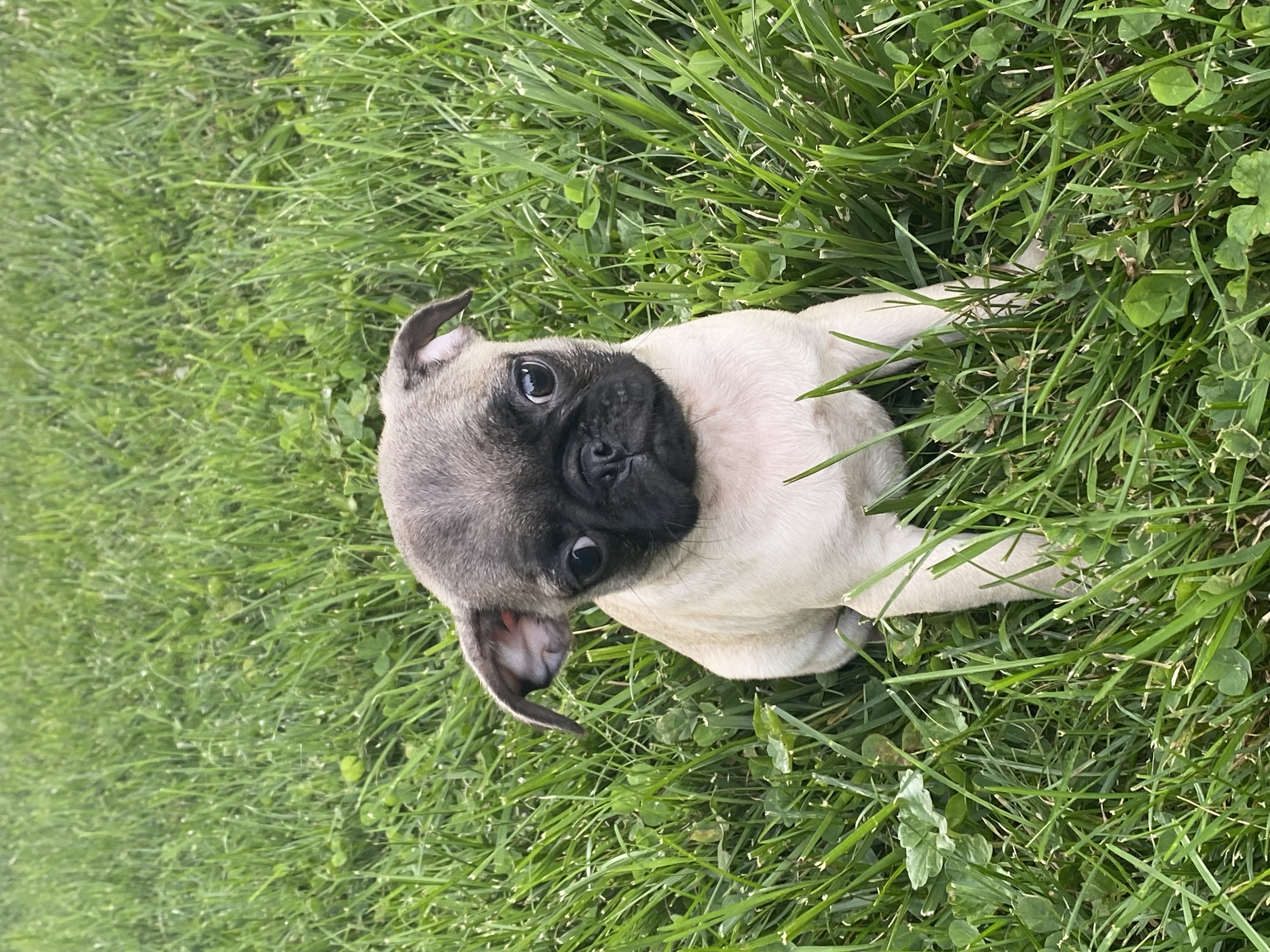 puppy, for, sale, Pug, Curtis  Martin, dog, breeder, Seneca Falls, NY, dog-breeder, puppy-for-sale, forsale, nearby, find, puppyfind, locator, puppylocator, aca
