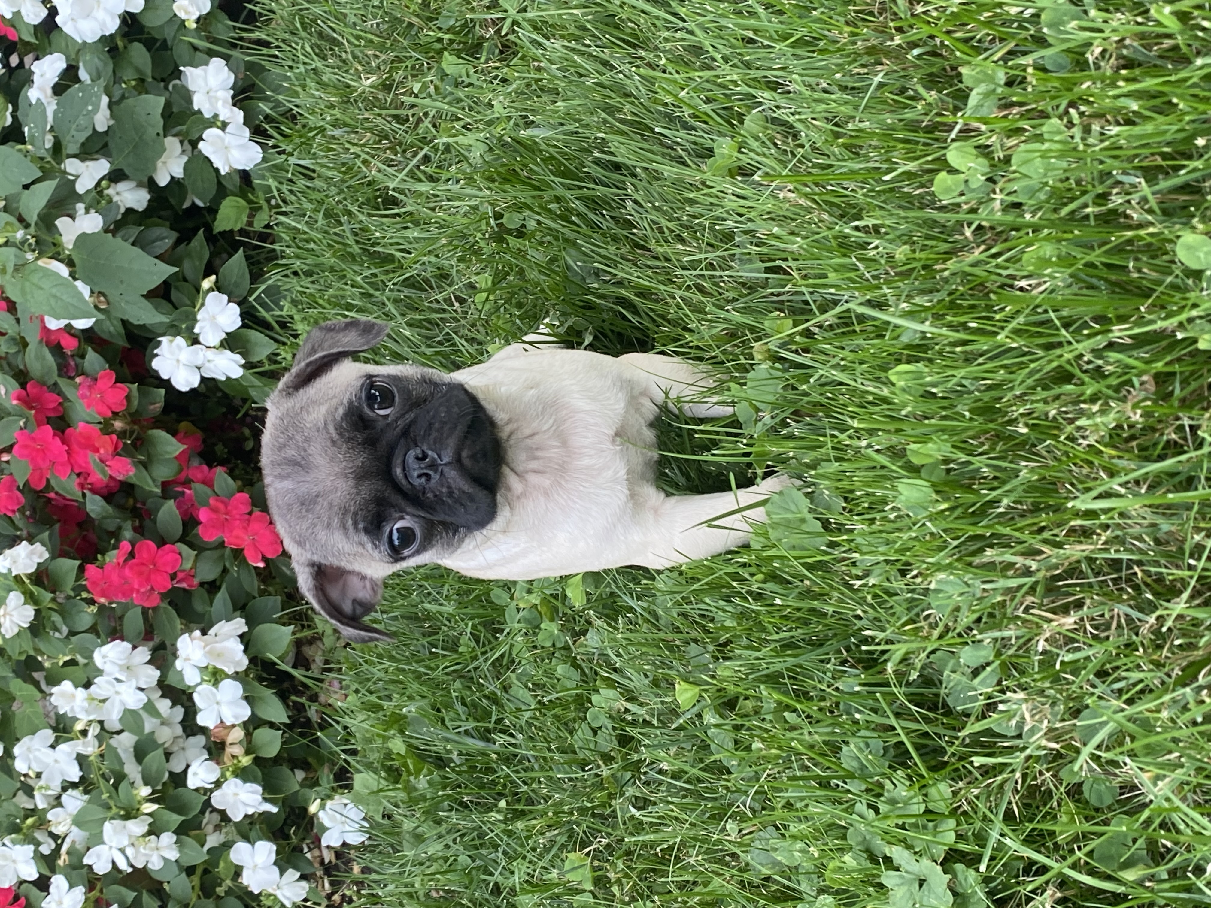 puppy, for, sale, Pug, Curtis  Martin, dog, breeder, Seneca Falls, NY, dog-breeder, puppy-for-sale, forsale, nearby, find, puppyfind, locator, puppylocator, aca