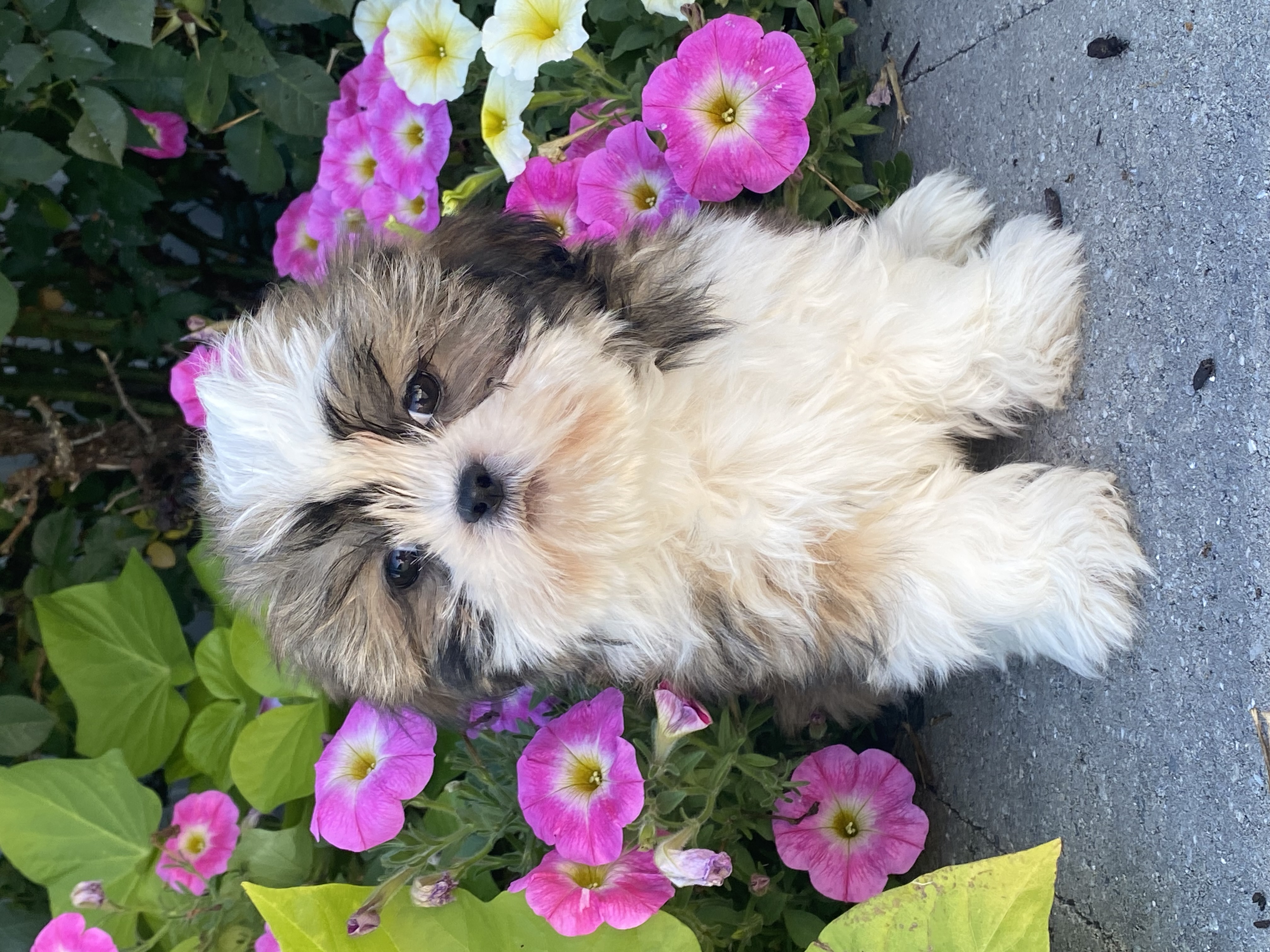 puppy, for, sale, Shih Tzu, Curtis  Martin, dog, breeder, Seneca Falls, NY, dog-breeder, puppy-for-sale, forsale, nearby, find, puppyfind, locator, puppylocator, aca