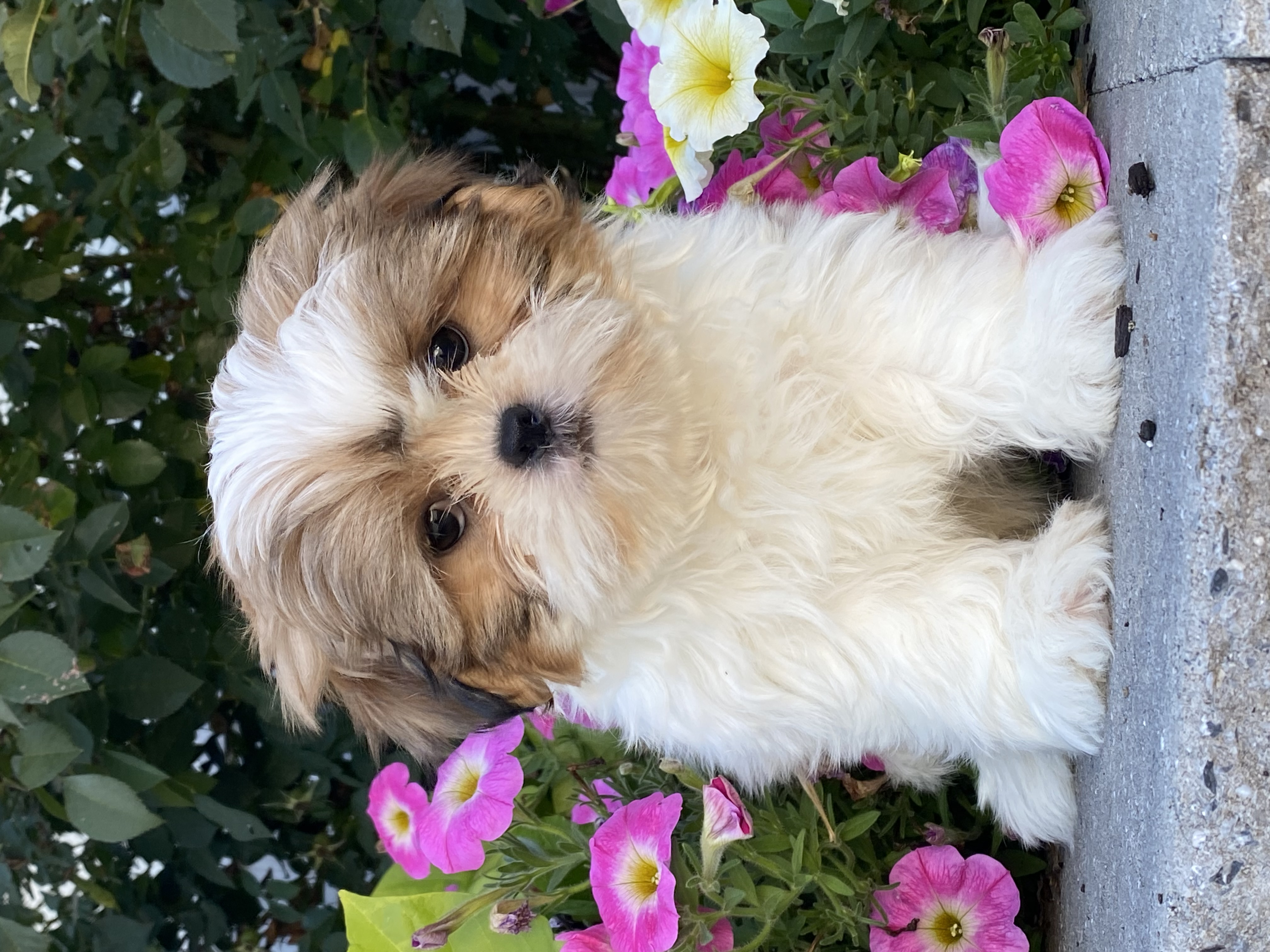 puppy, for, sale, Shih Tzu, Curtis  Martin, dog, breeder, Seneca Falls, NY, dog-breeder, puppy-for-sale, forsale, nearby, find, puppyfind, locator, puppylocator, aca