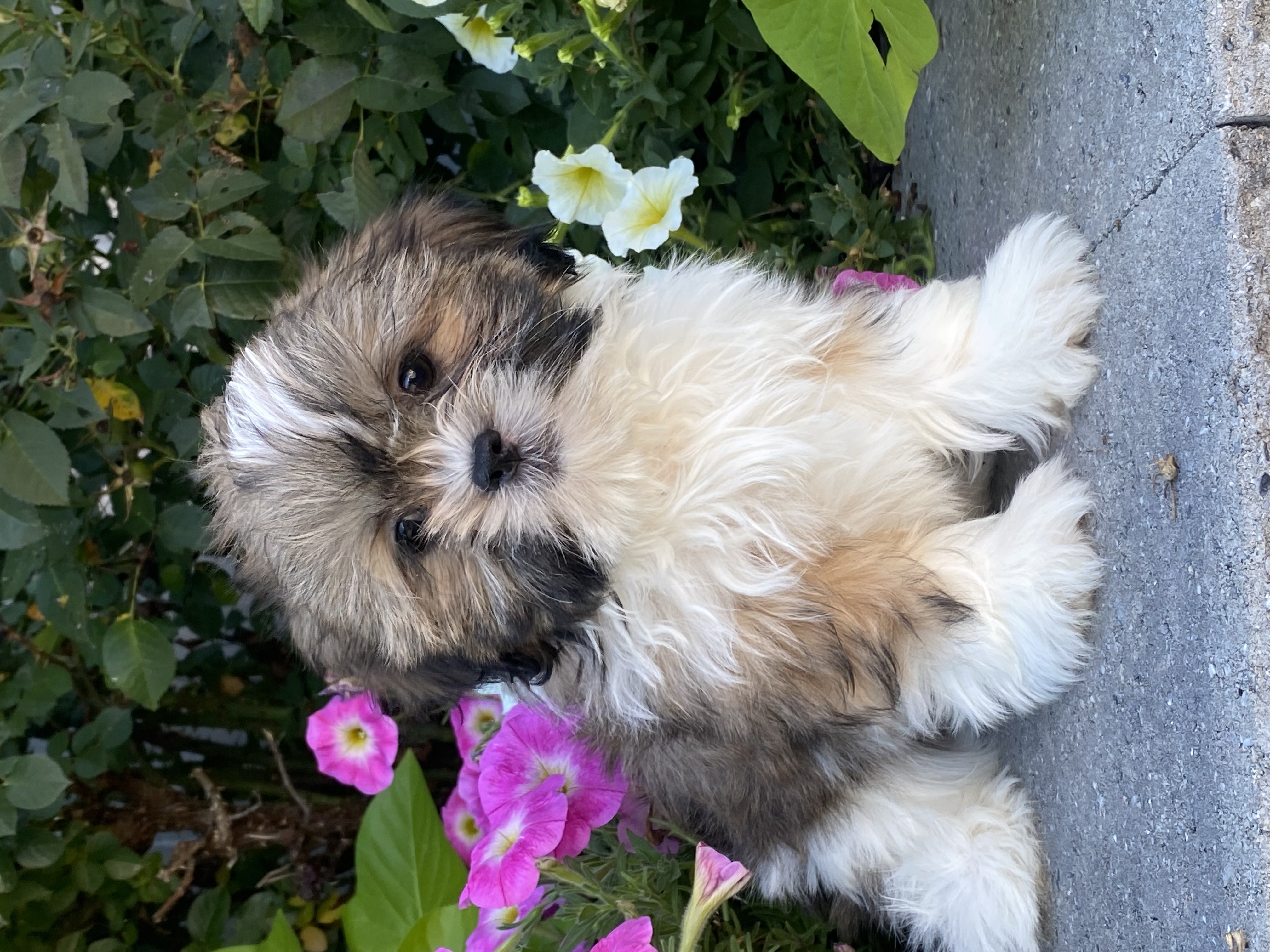 puppy, for, sale, Shih Tzu, Curtis  Martin, dog, breeder, Seneca Falls, NY, dog-breeder, puppy-for-sale, forsale, nearby, find, puppyfind, locator, puppylocator, aca