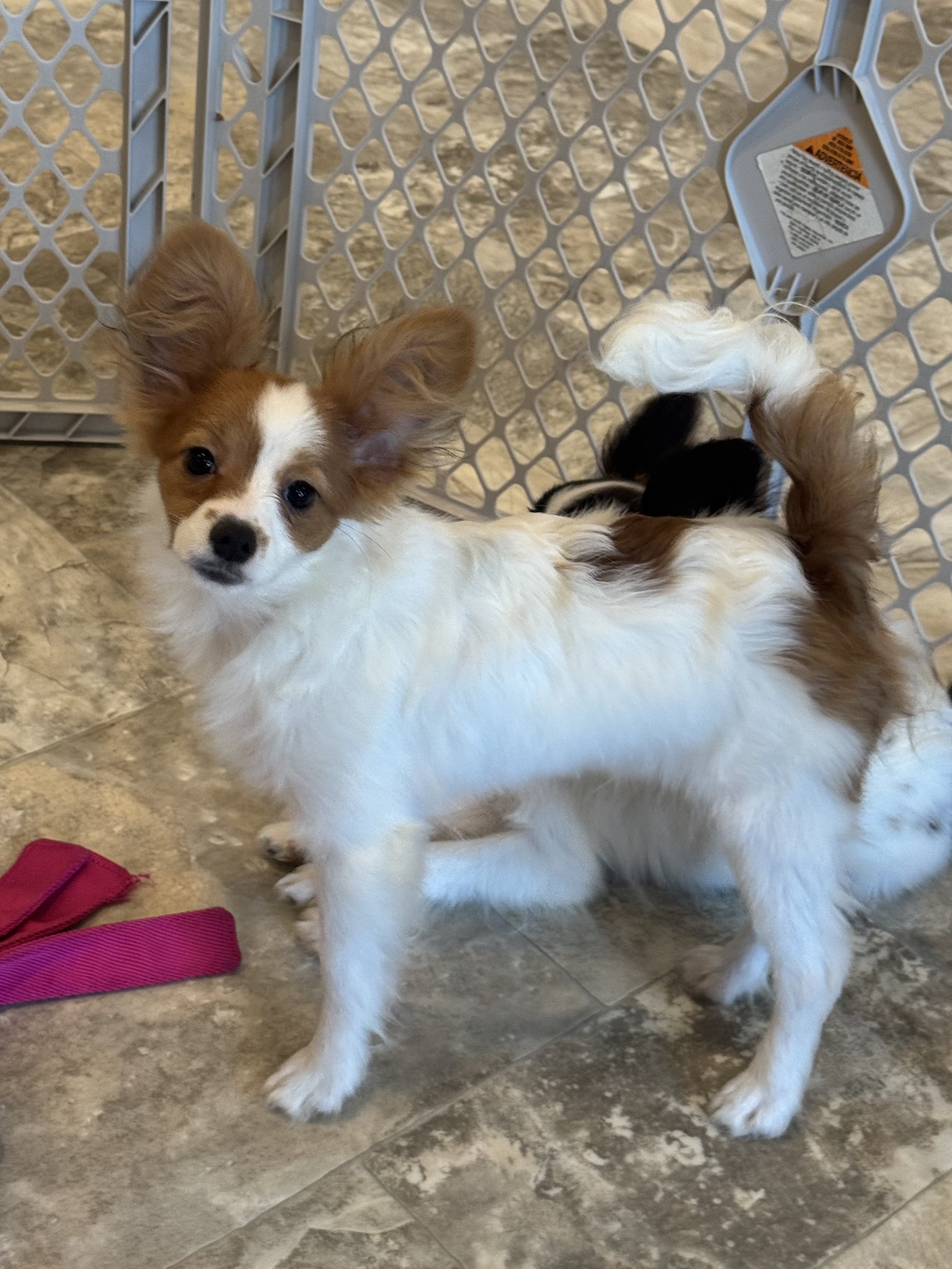 puppy, for, sale, Papillon, Curtis  Martin, dog, breeder, Seneca Falls, NY, dog-breeder, puppy-for-sale, forsale, nearby, find, puppyfind, locator, puppylocator, aca