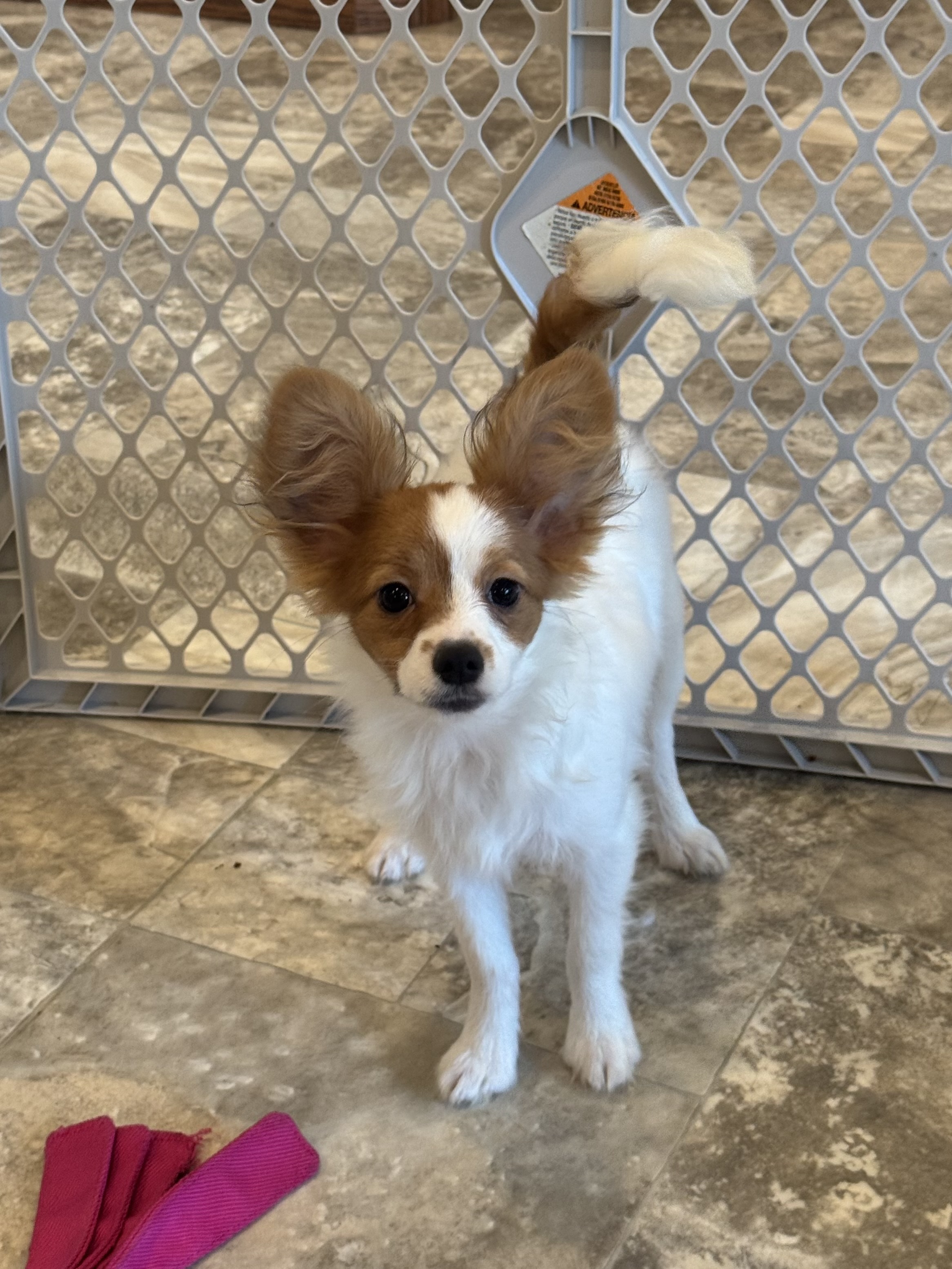 puppy, for, sale, Papillon, Curtis  Martin, dog, breeder, Seneca Falls, NY, dog-breeder, puppy-for-sale, forsale, nearby, find, puppyfind, locator, puppylocator, aca