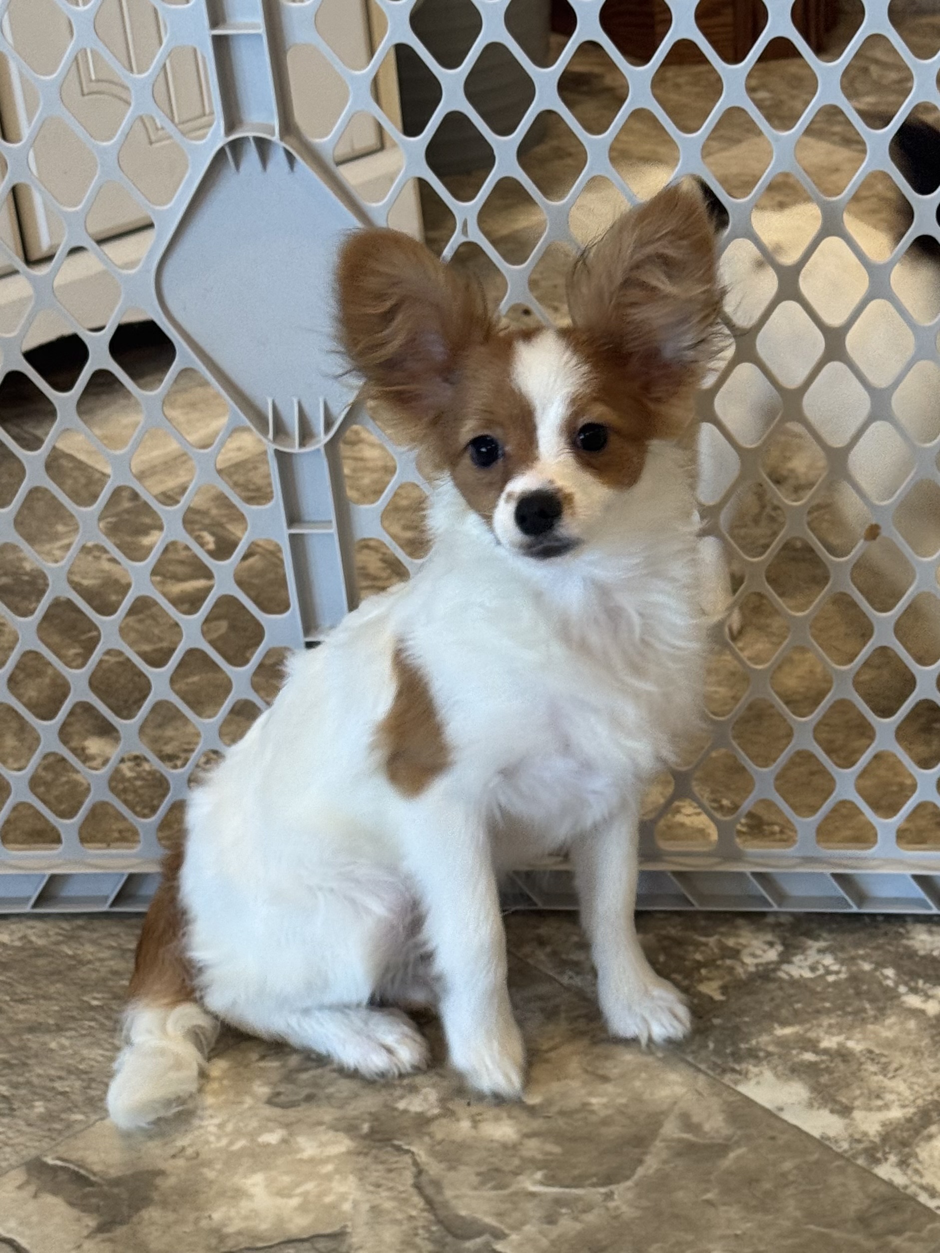 puppy, for, sale, Papillon, Curtis  Martin, dog, breeder, Seneca Falls, NY, dog-breeder, puppy-for-sale, forsale, nearby, find, puppyfind, locator, puppylocator, aca