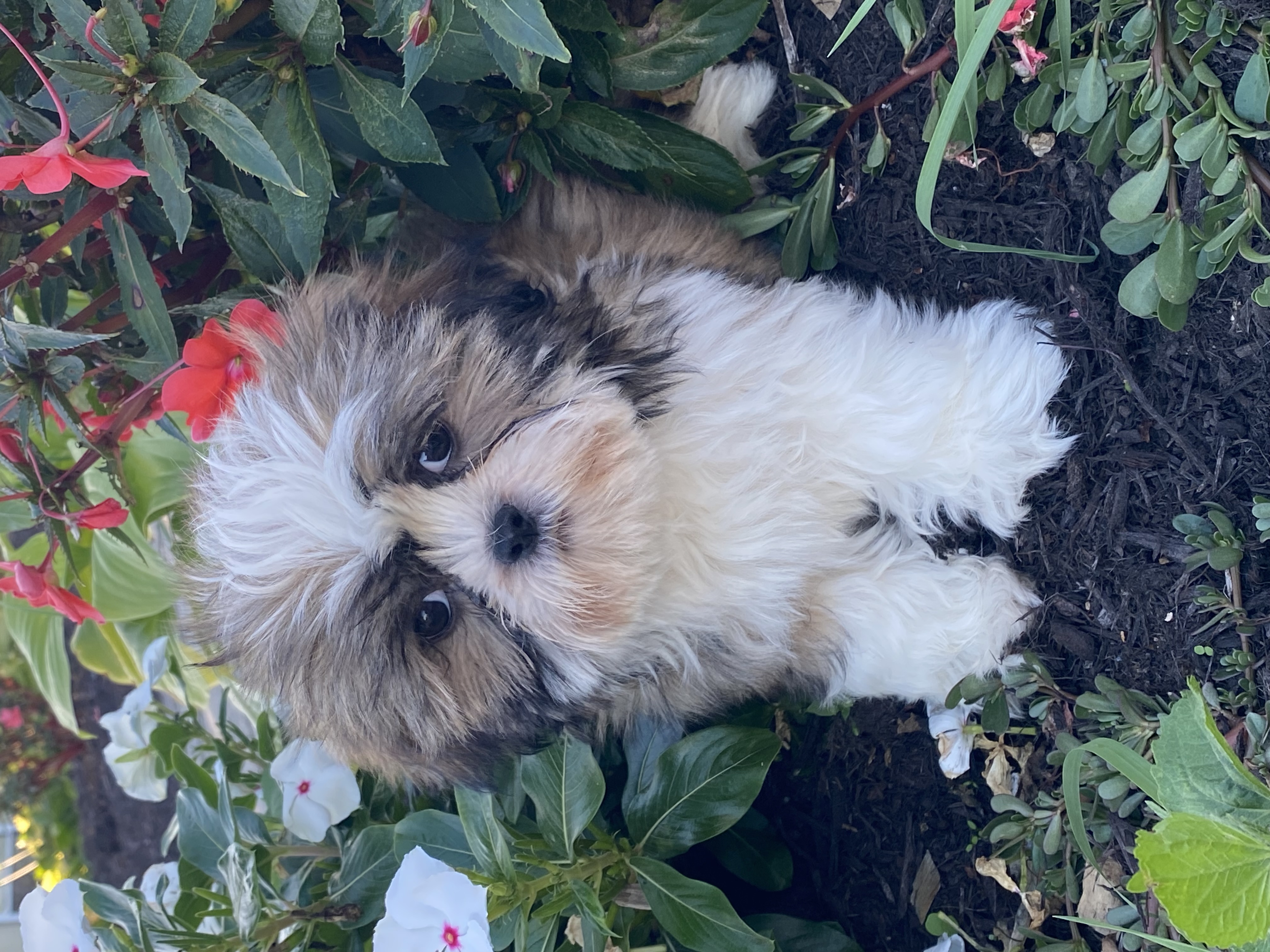 puppy, for, sale, Shih Tzu, Curtis  Martin, dog, breeder, Seneca Falls, NY, dog-breeder, puppy-for-sale, forsale, nearby, find, puppyfind, locator, puppylocator, aca