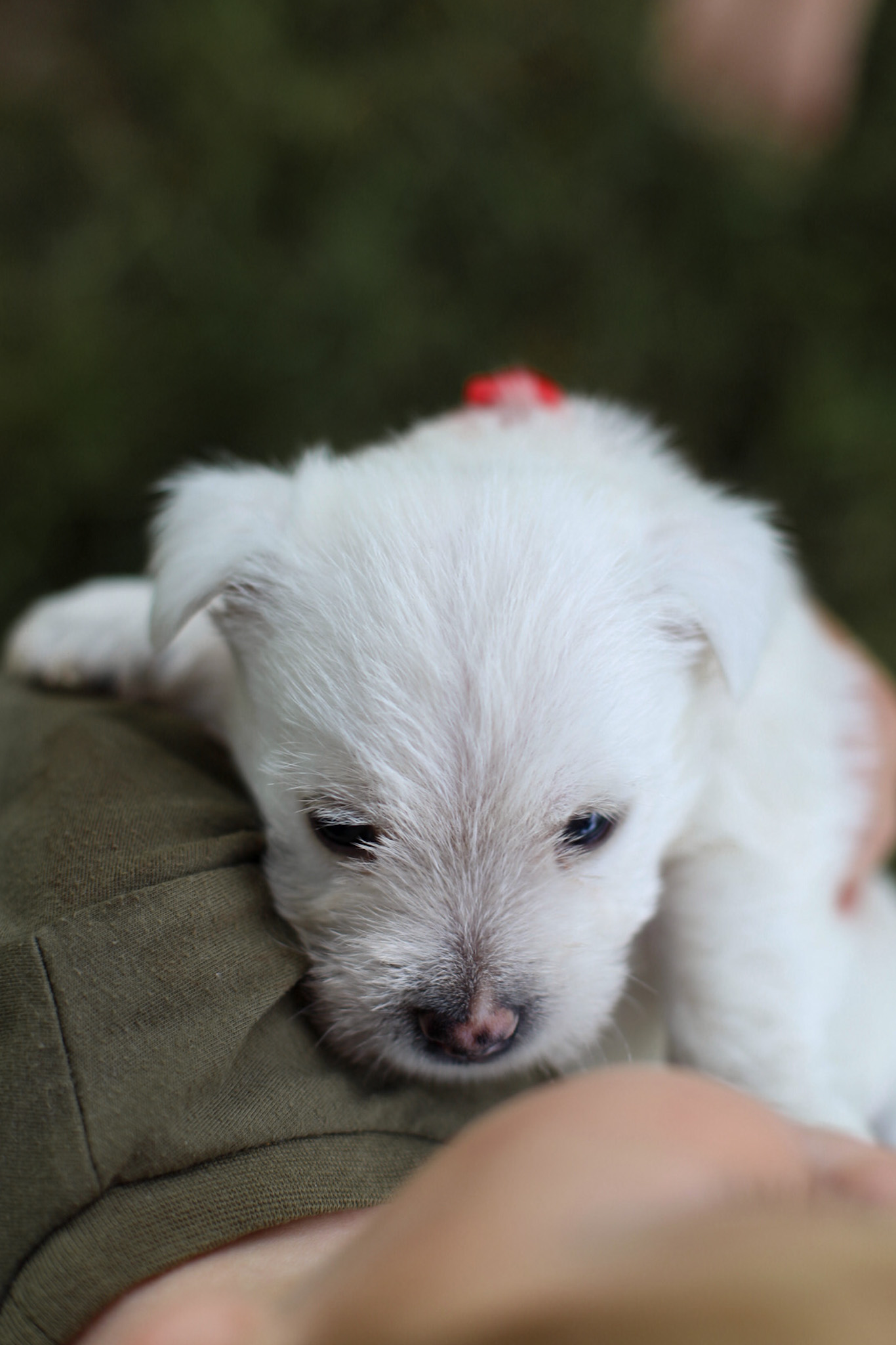 puppy, for, sale, West Highland White Terrier, Kerek & Marisa  Martin, dog, breeder, Mount Joy, PA, dog-breeder, puppy-for-sale, forsale, nearby, find, puppyfind, locator, puppylocator, aca