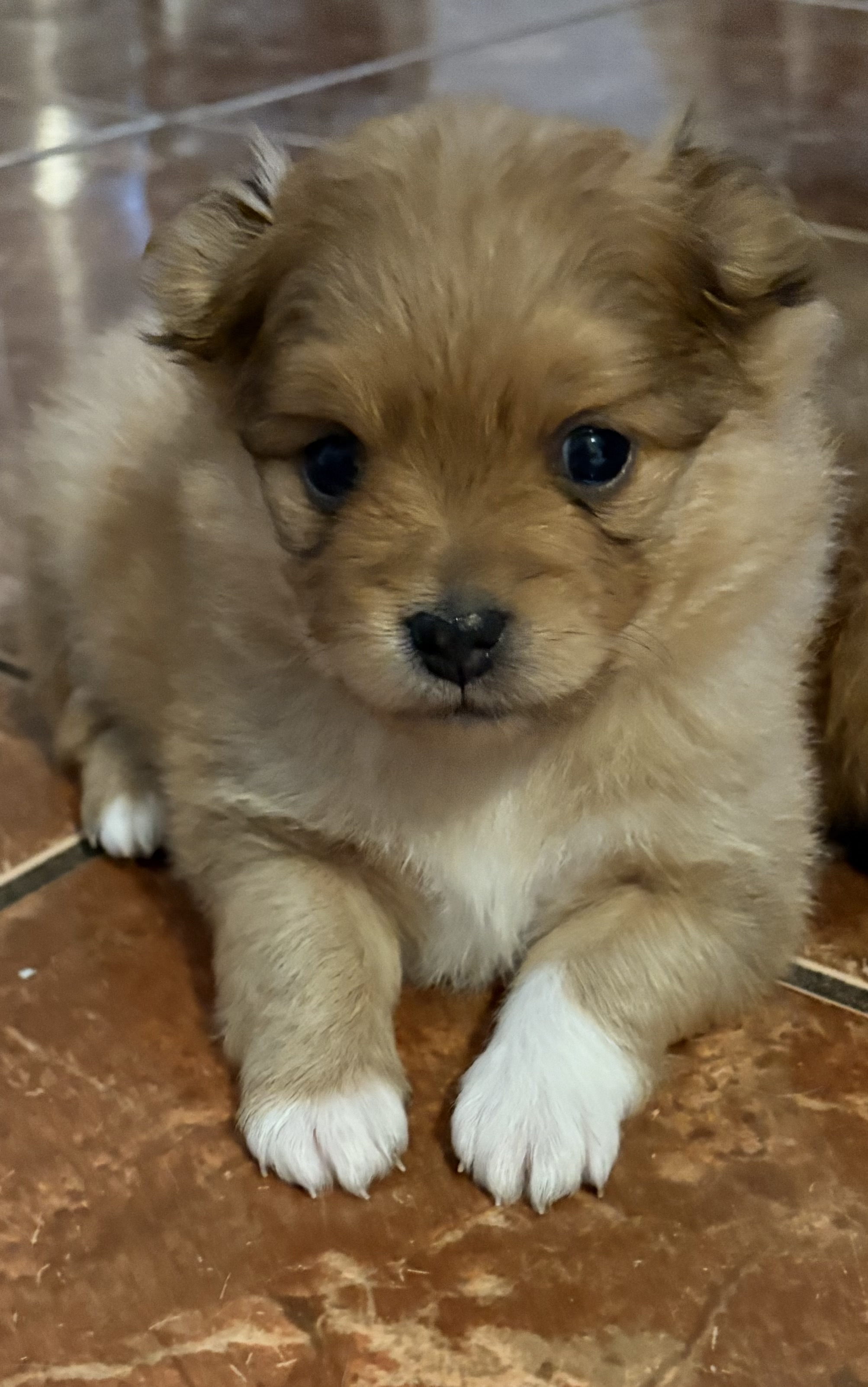 puppy, for, sale, Pomeranian, Steve M. Cornell, dog, breeder, Glendale, AZ, dog-breeder, puppy-for-sale, forsale, nearby, find, puppyfind, locator, puppylocator, aca