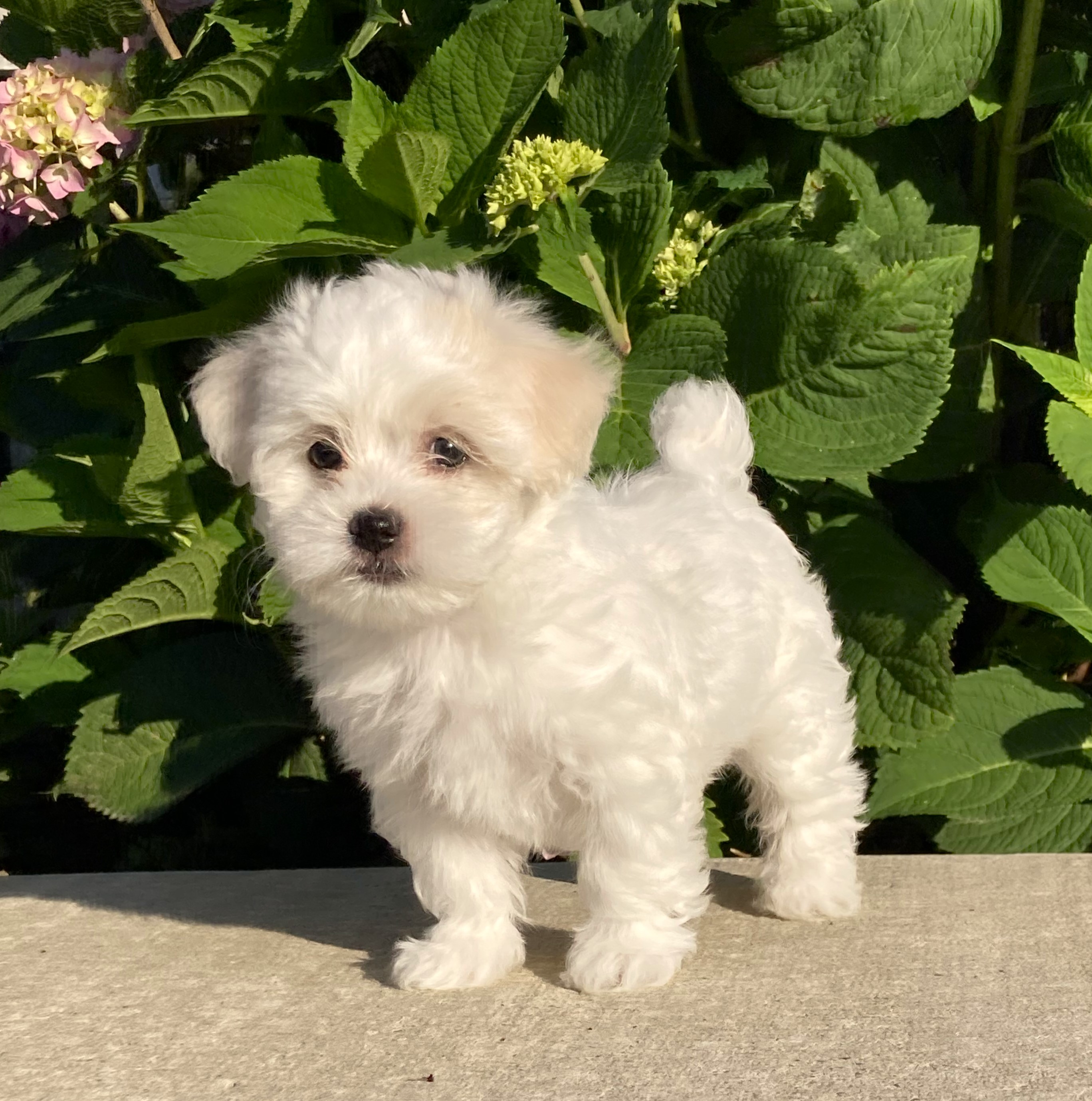 puppy, for, sale, Coton de Tulear,   Little Stream Estates LLC, dog, breeder, Lititz, PA, dog-breeder, puppy-for-sale, forsale, nearby, find, puppyfind, locator, puppylocator, aca