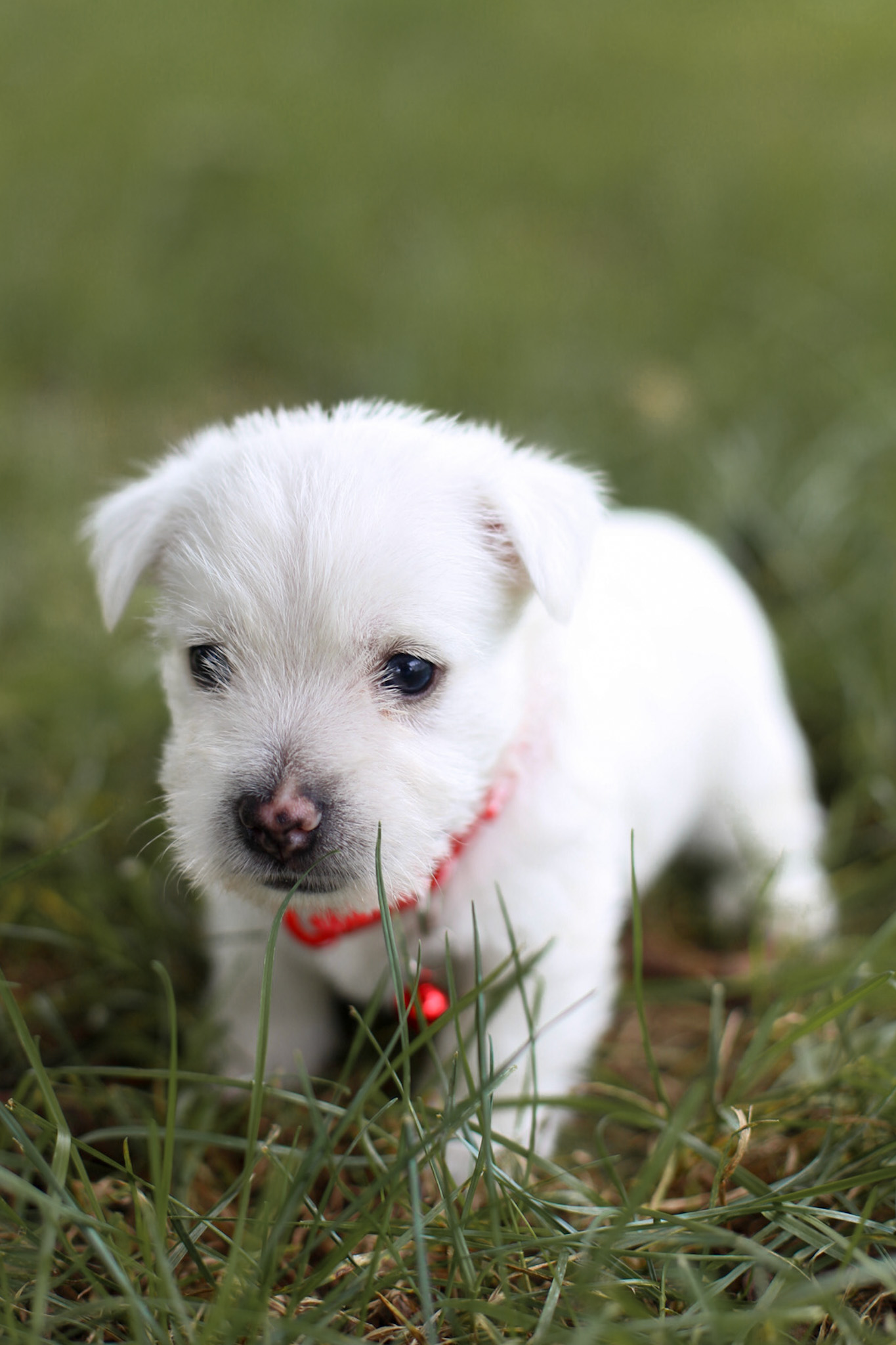 puppy, for, sale, West Highland White Terrier, Kerek & Marisa  Martin, dog, breeder, Mount Joy, PA, dog-breeder, puppy-for-sale, forsale, nearby, find, puppyfind, locator, puppylocator, aca