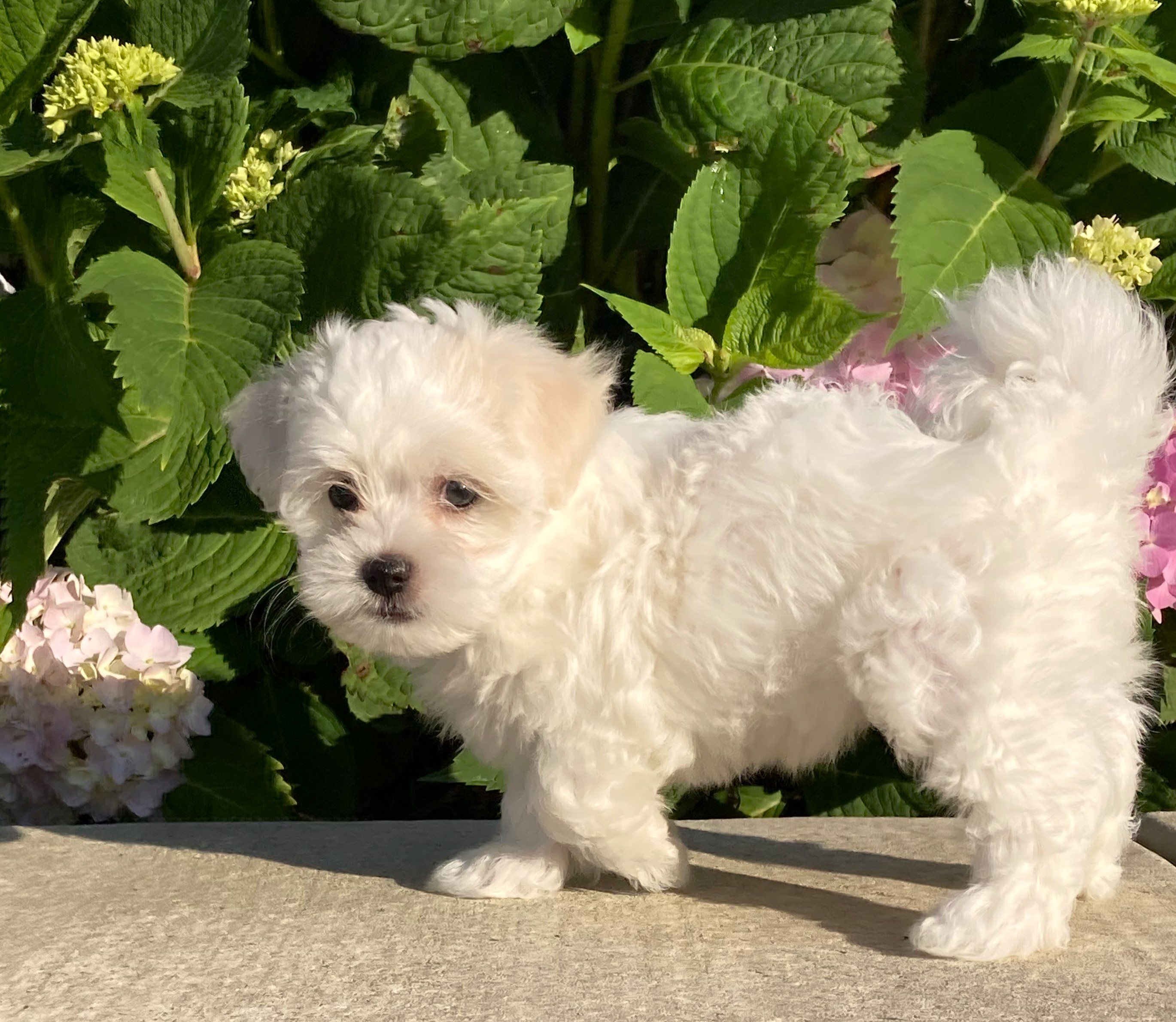 puppy, for, sale, Coton de Tulear,   Little Stream Estates LLC, dog, breeder, Lititz, PA, dog-breeder, puppy-for-sale, forsale, nearby, find, puppyfind, locator, puppylocator, aca