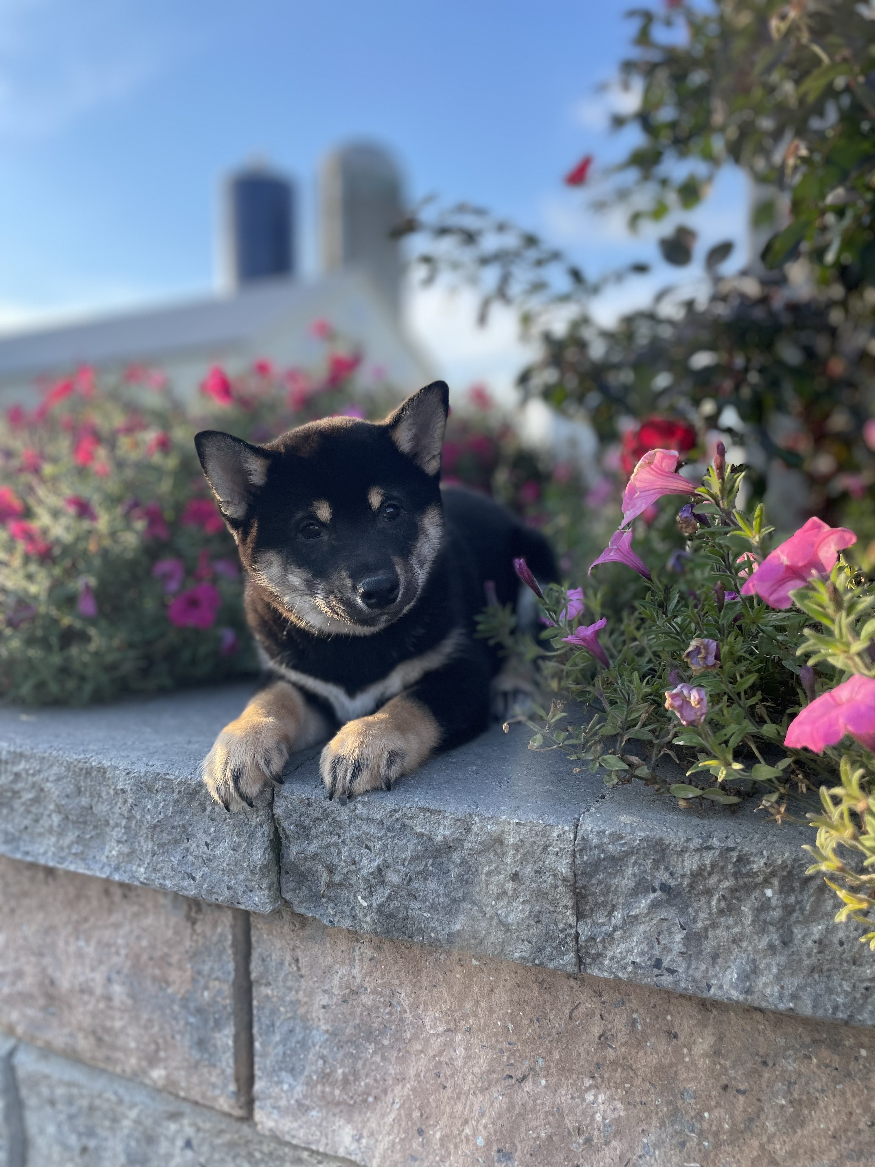 puppy, for, sale, Shiba Inu, Curtis  Martin, dog, breeder, Seneca Falls, NY, dog-breeder, puppy-for-sale, forsale, nearby, find, puppyfind, locator, puppylocator, aca