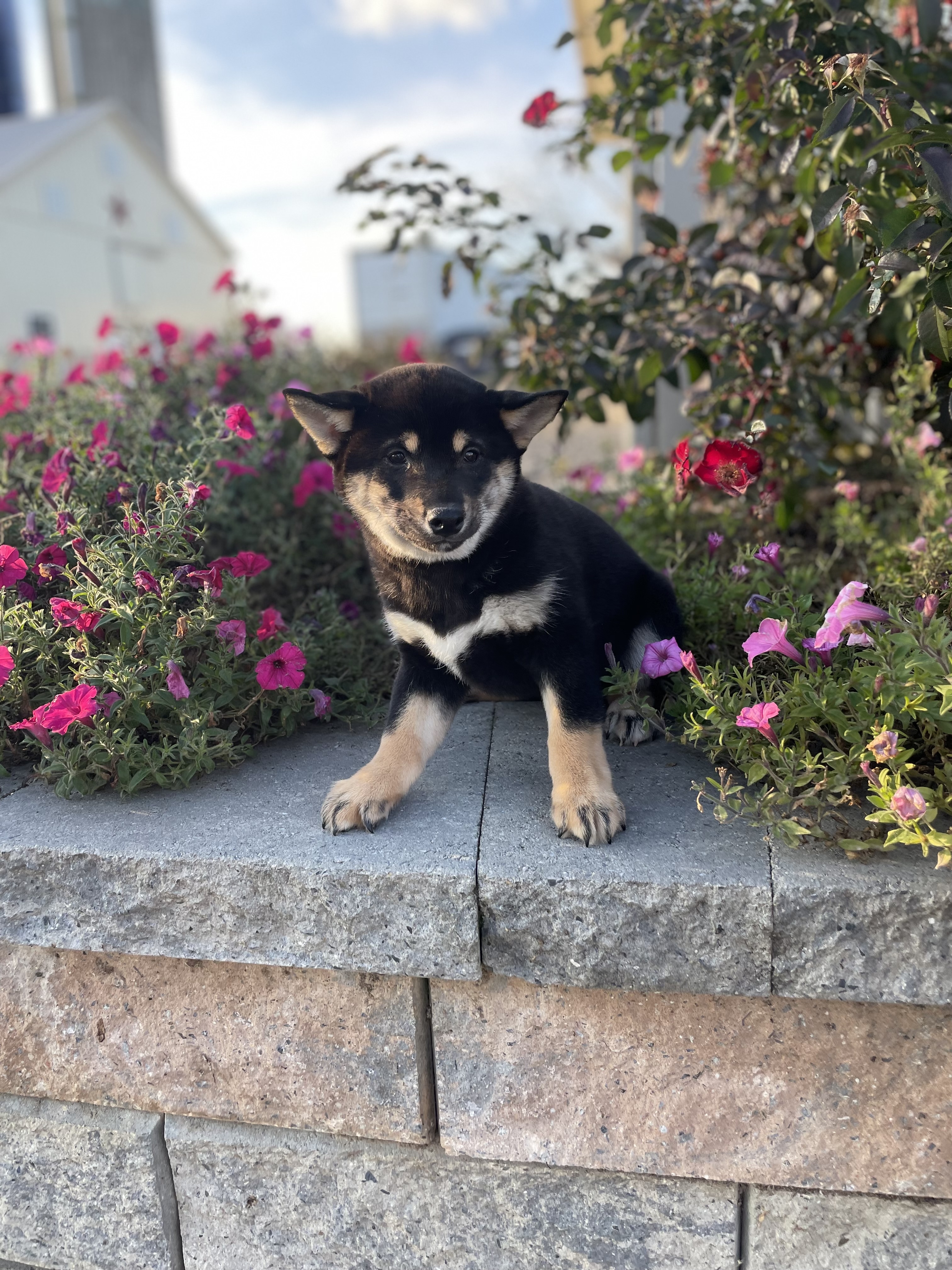 puppy, for, sale, Shiba Inu, Curtis  Martin, dog, breeder, Seneca Falls, NY, dog-breeder, puppy-for-sale, forsale, nearby, find, puppyfind, locator, puppylocator, aca