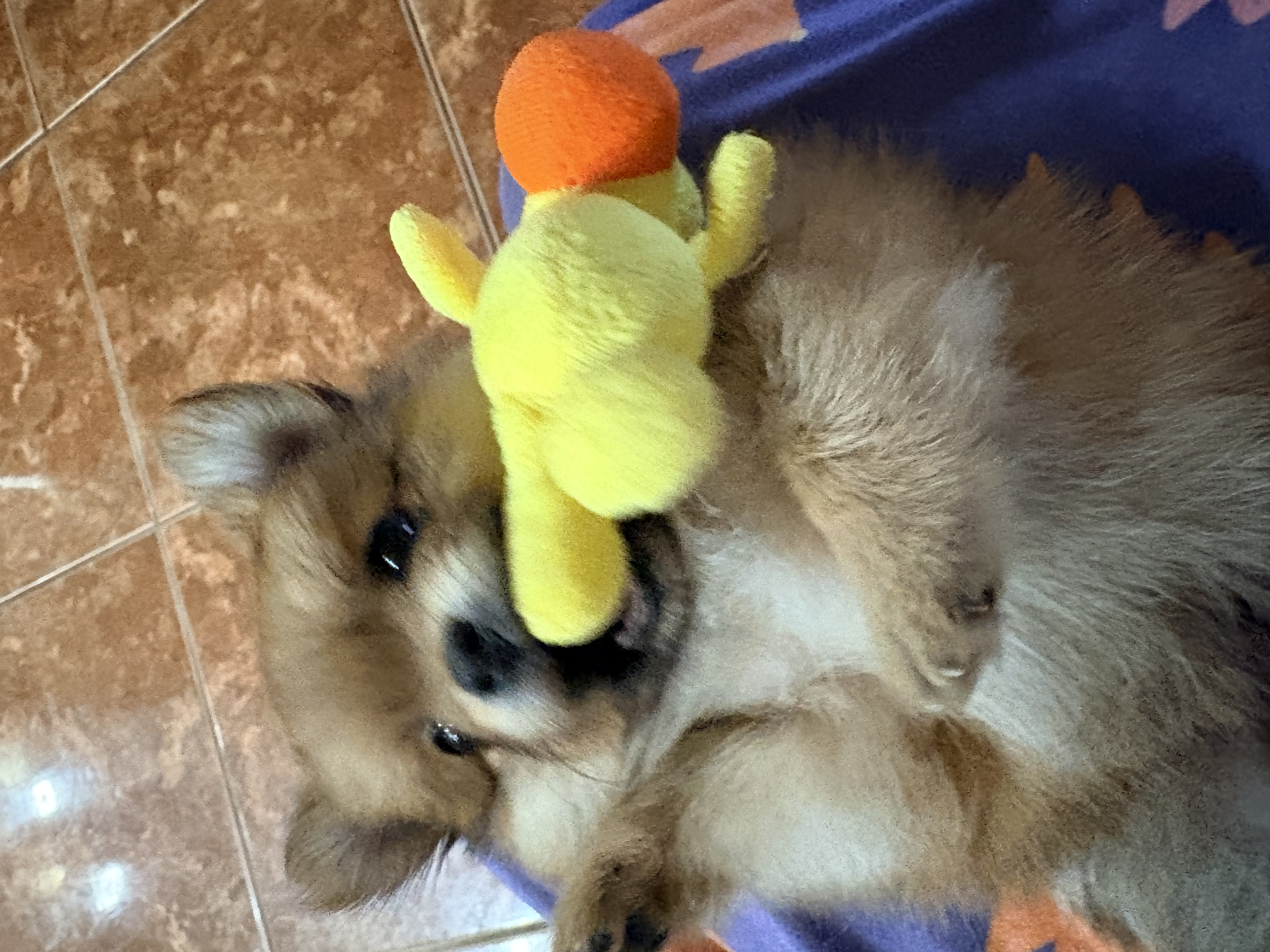 puppy, for, sale, Pomeranian, Steve M. Cornell, dog, breeder, Glendale, AZ, dog-breeder, puppy-for-sale, forsale, nearby, find, puppyfind, locator, puppylocator, aca