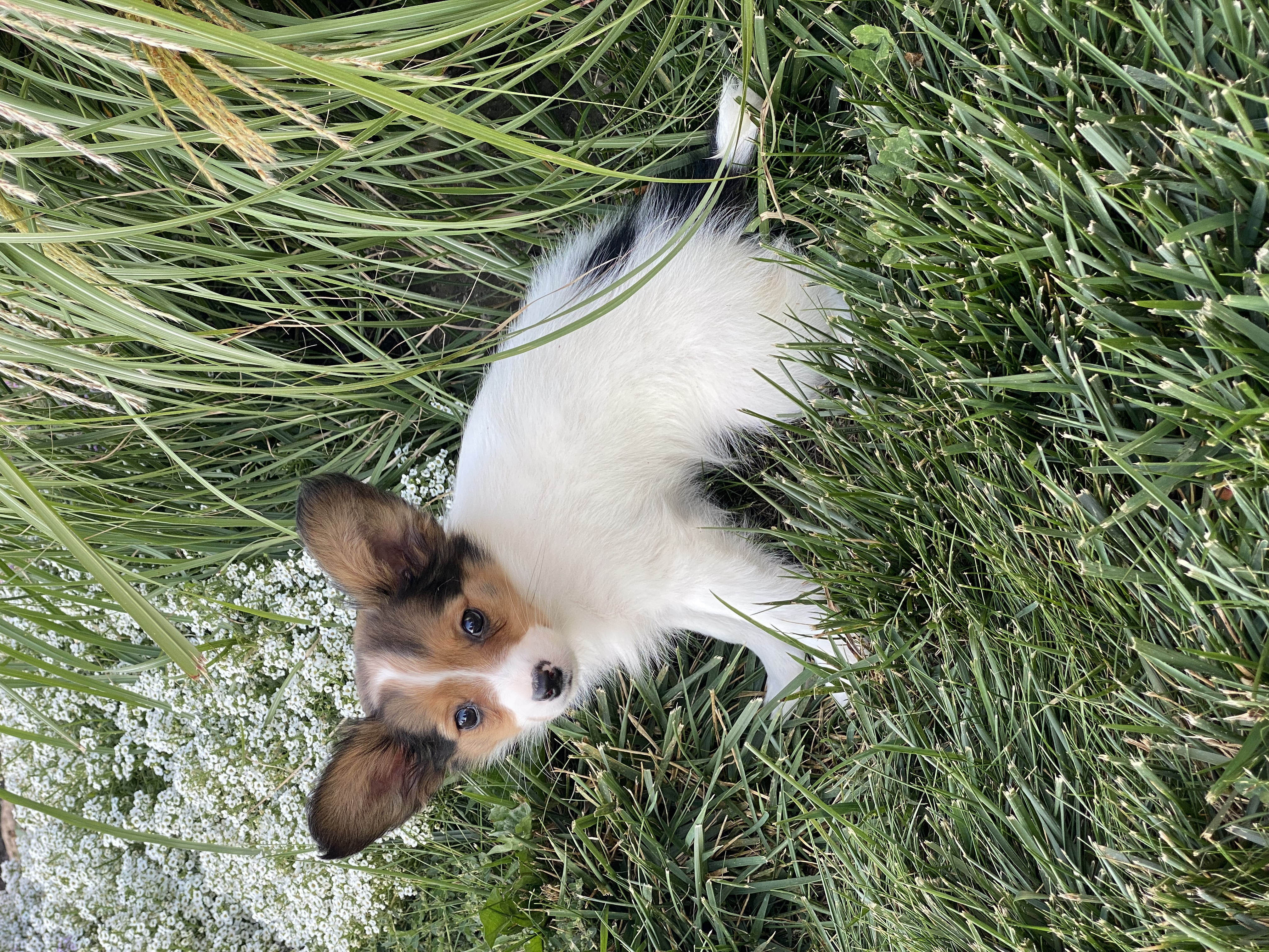 puppy, for, sale, Papillon, Curtis  Martin, dog, breeder, Seneca Falls, NY, dog-breeder, puppy-for-sale, forsale, nearby, find, puppyfind, locator, puppylocator, aca
