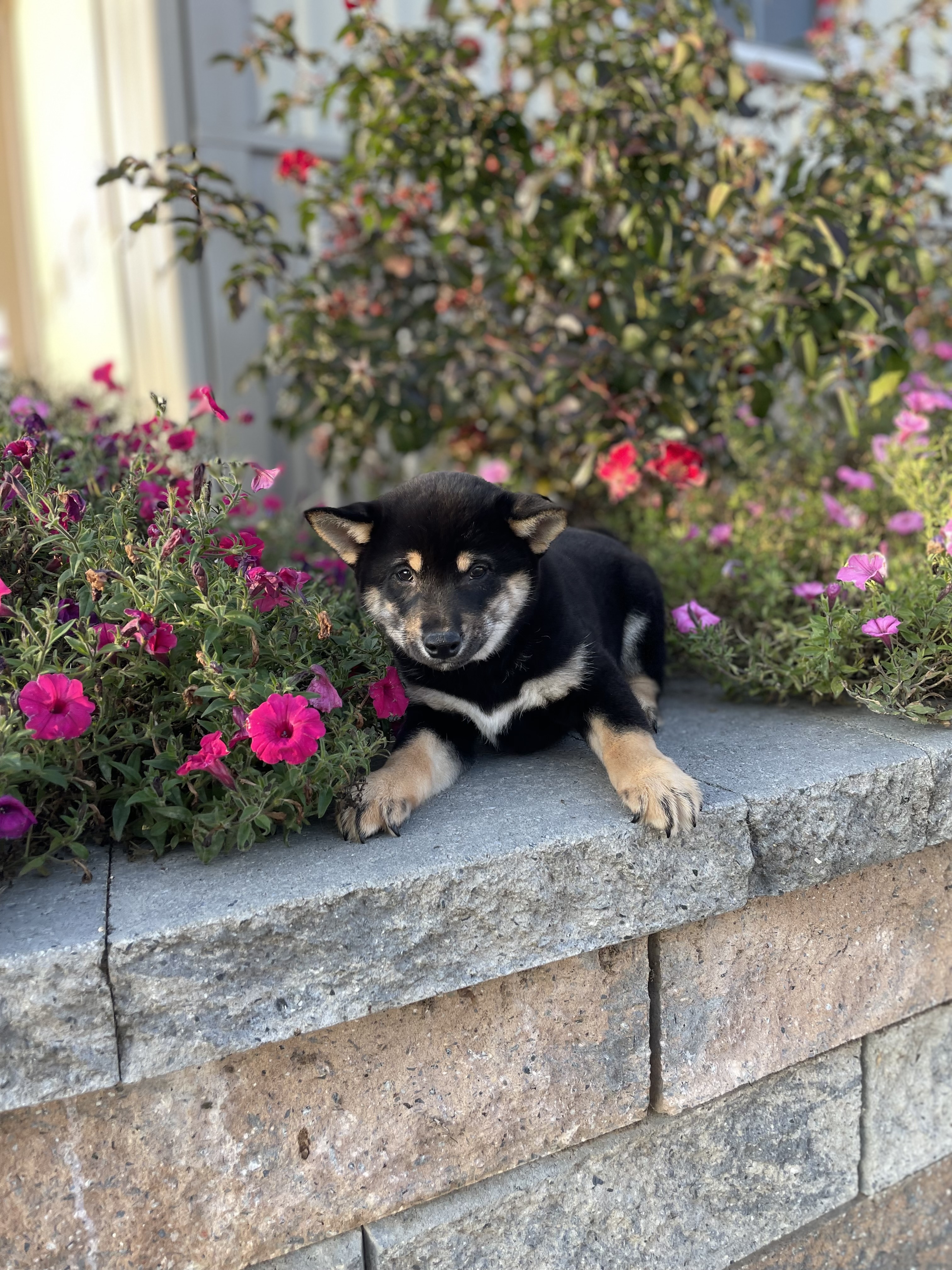 puppy, for, sale, Shiba Inu, Curtis  Martin, dog, breeder, Seneca Falls, NY, dog-breeder, puppy-for-sale, forsale, nearby, find, puppyfind, locator, puppylocator, aca