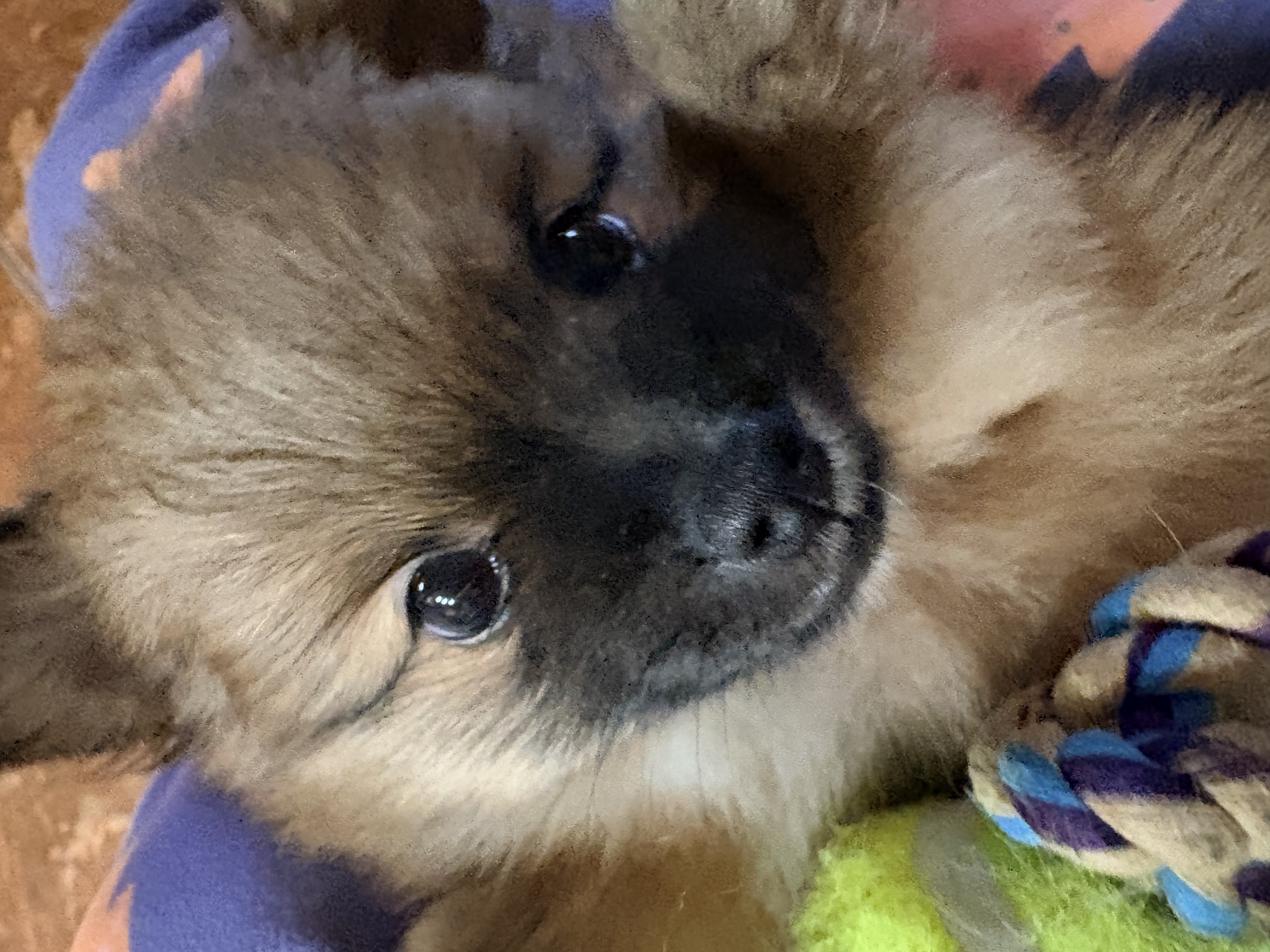 puppy, for, sale, Pomeranian, Steve M. Cornell, dog, breeder, Glendale, AZ, dog-breeder, puppy-for-sale, forsale, nearby, find, puppyfind, locator, puppylocator, aca