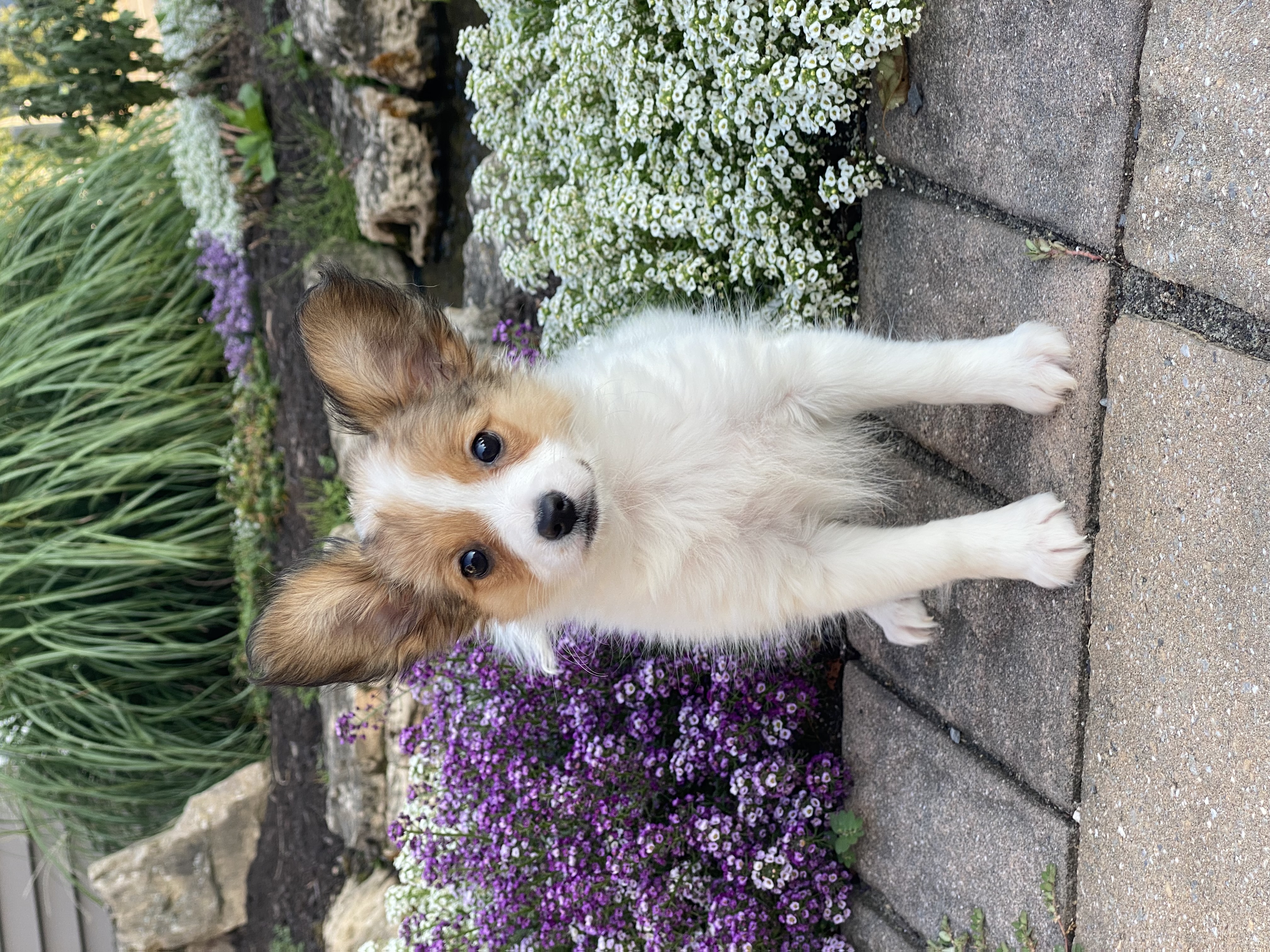 puppy, for, sale, Papillon, Curtis  Martin, dog, breeder, Seneca Falls, NY, dog-breeder, puppy-for-sale, forsale, nearby, find, puppyfind, locator, puppylocator, aca