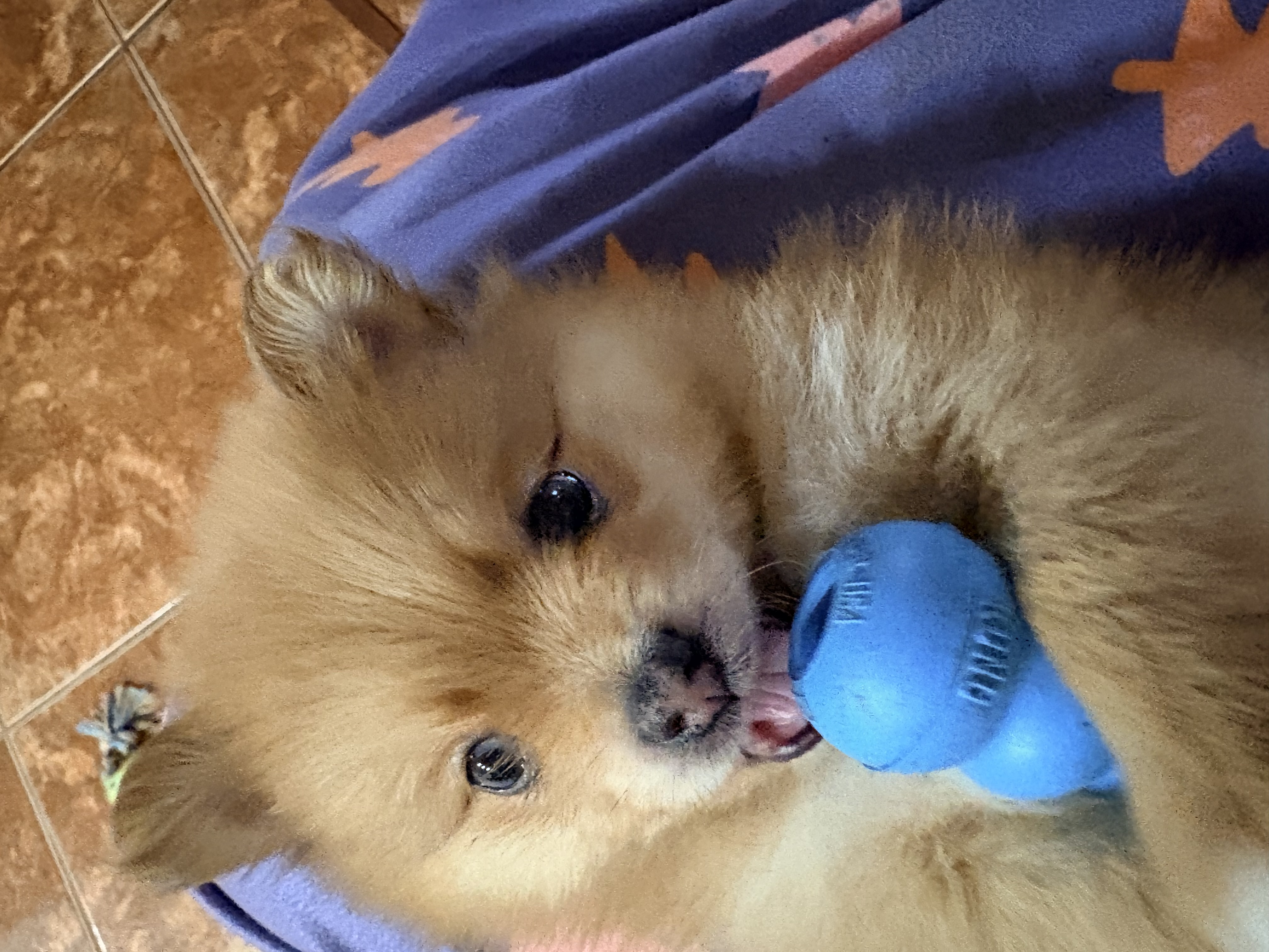 puppy, for, sale, Pomeranian, Steve M. Cornell, dog, breeder, Glendale, AZ, dog-breeder, puppy-for-sale, forsale, nearby, find, puppyfind, locator, puppylocator, aca