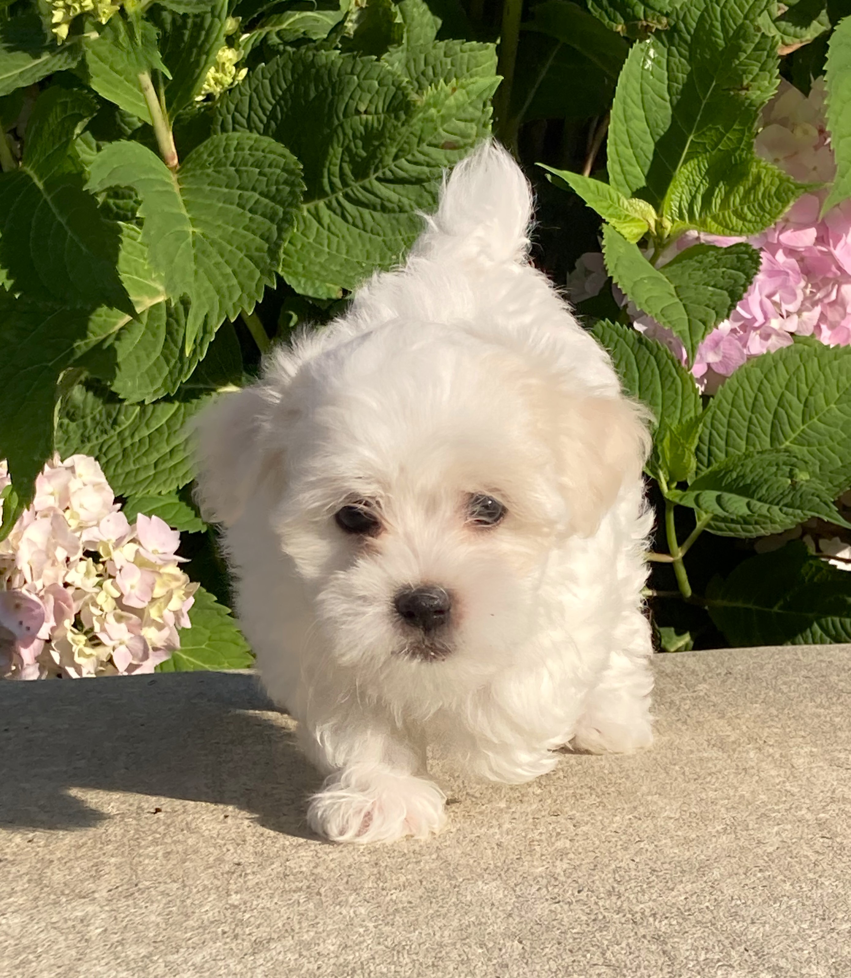 puppy, for, sale, Coton de Tulear,   Little Stream Estates LLC, dog, breeder, Lititz, PA, dog-breeder, puppy-for-sale, forsale, nearby, find, puppyfind, locator, puppylocator, aca