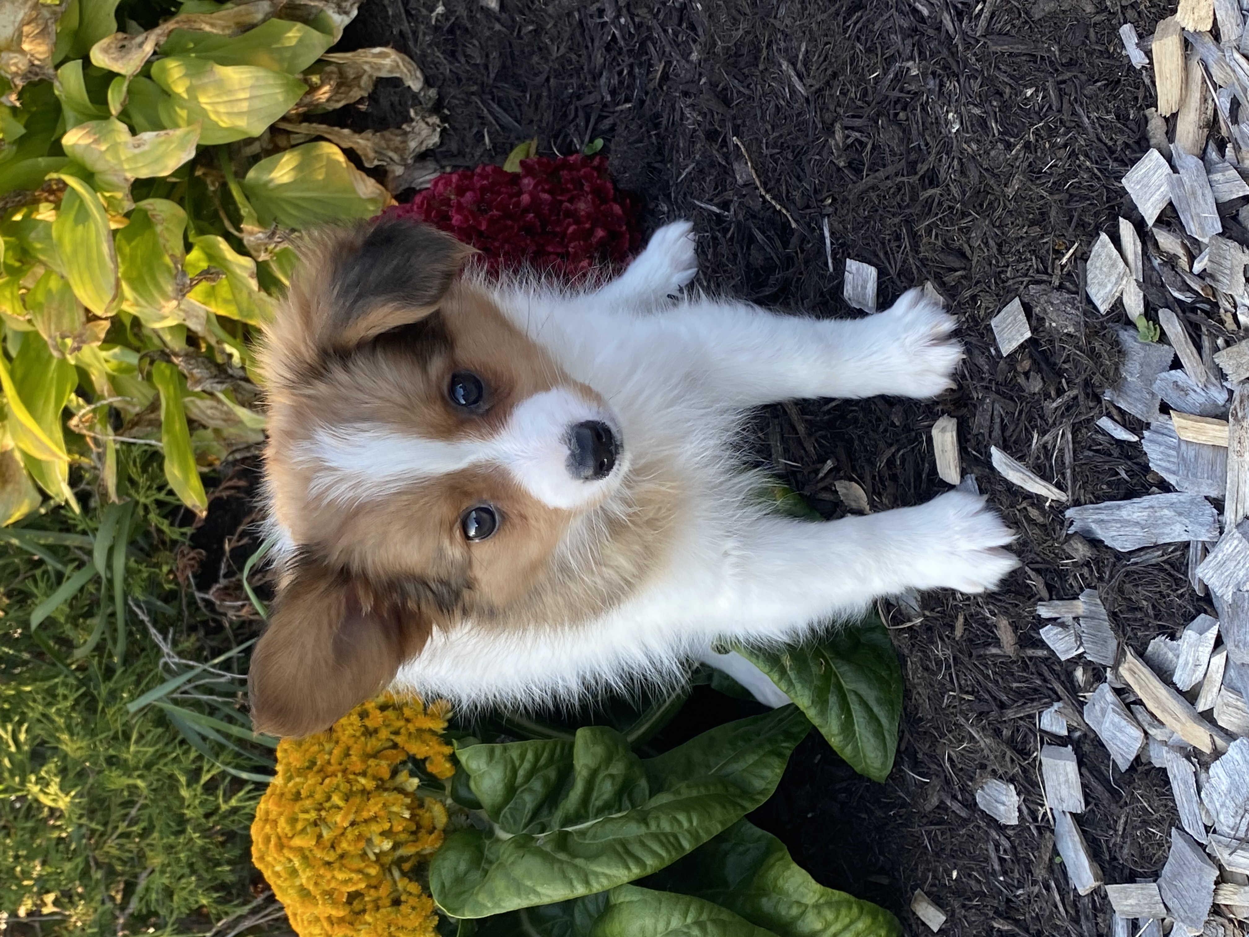 puppy, for, sale, Papillon, Curtis  Martin, dog, breeder, Seneca Falls, NY, dog-breeder, puppy-for-sale, forsale, nearby, find, puppyfind, locator, puppylocator, aca