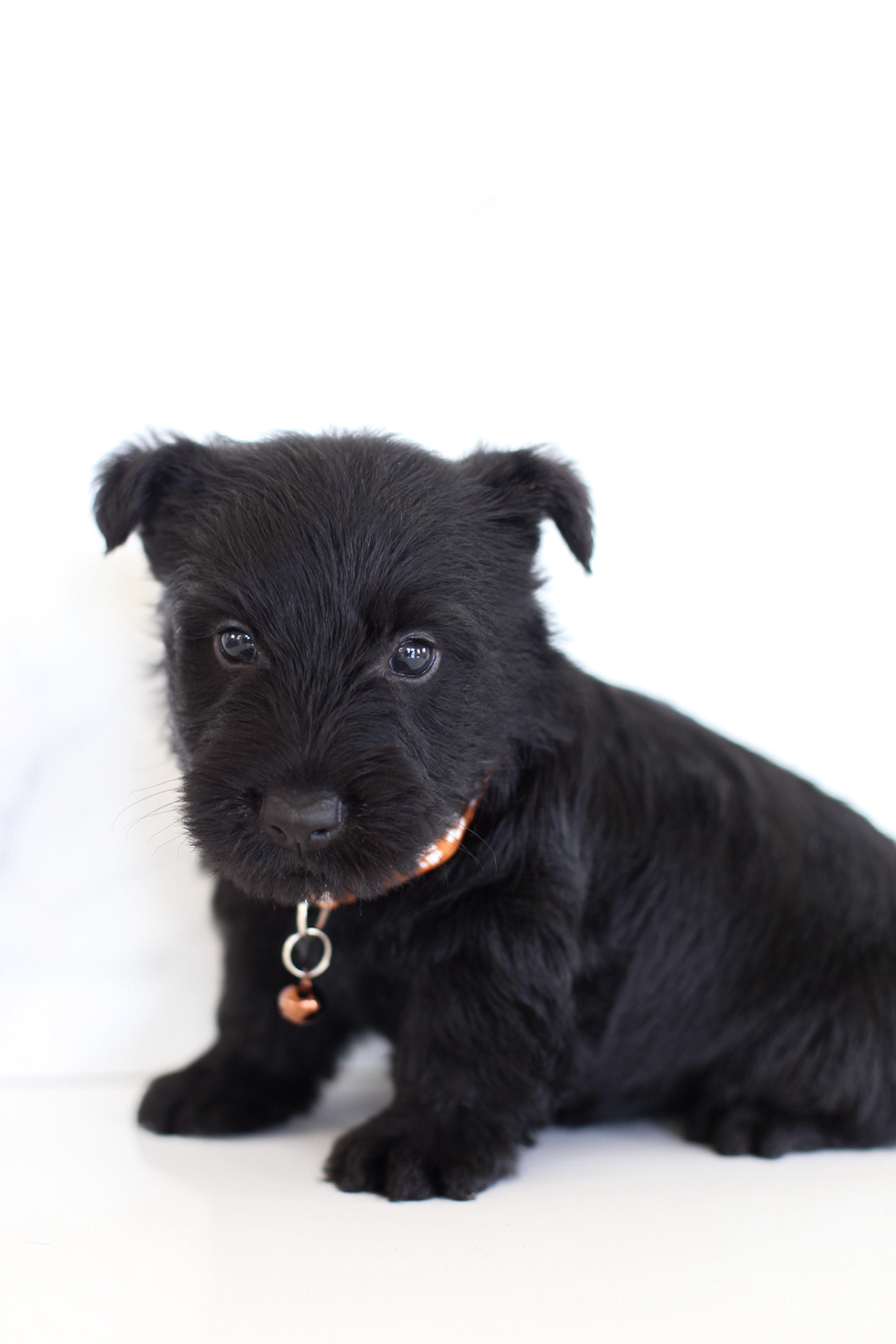 puppy, for, sale, Scottish Terrier, Kerek & Marisa  Martin, dog, breeder, Mount Joy, PA, dog-breeder, puppy-for-sale, forsale, nearby, find, puppyfind, locator, puppylocator, aca