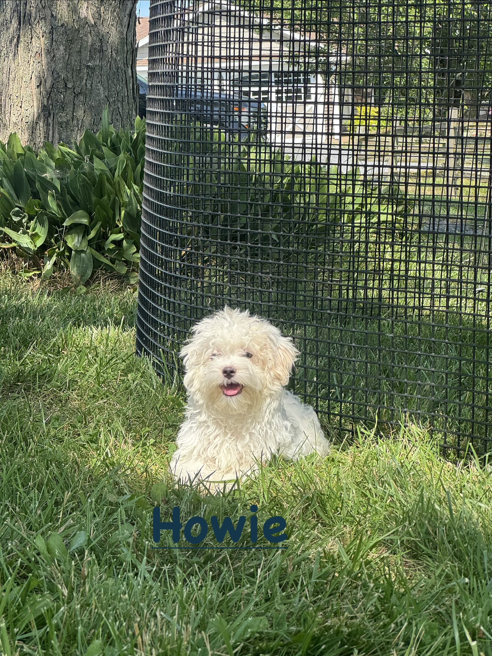 puppy, for, sale, Havanese, Curtis  Martin, dog, breeder, Seneca Falls, NY, dog-breeder, puppy-for-sale, forsale, nearby, find, puppyfind, locator, puppylocator, aca