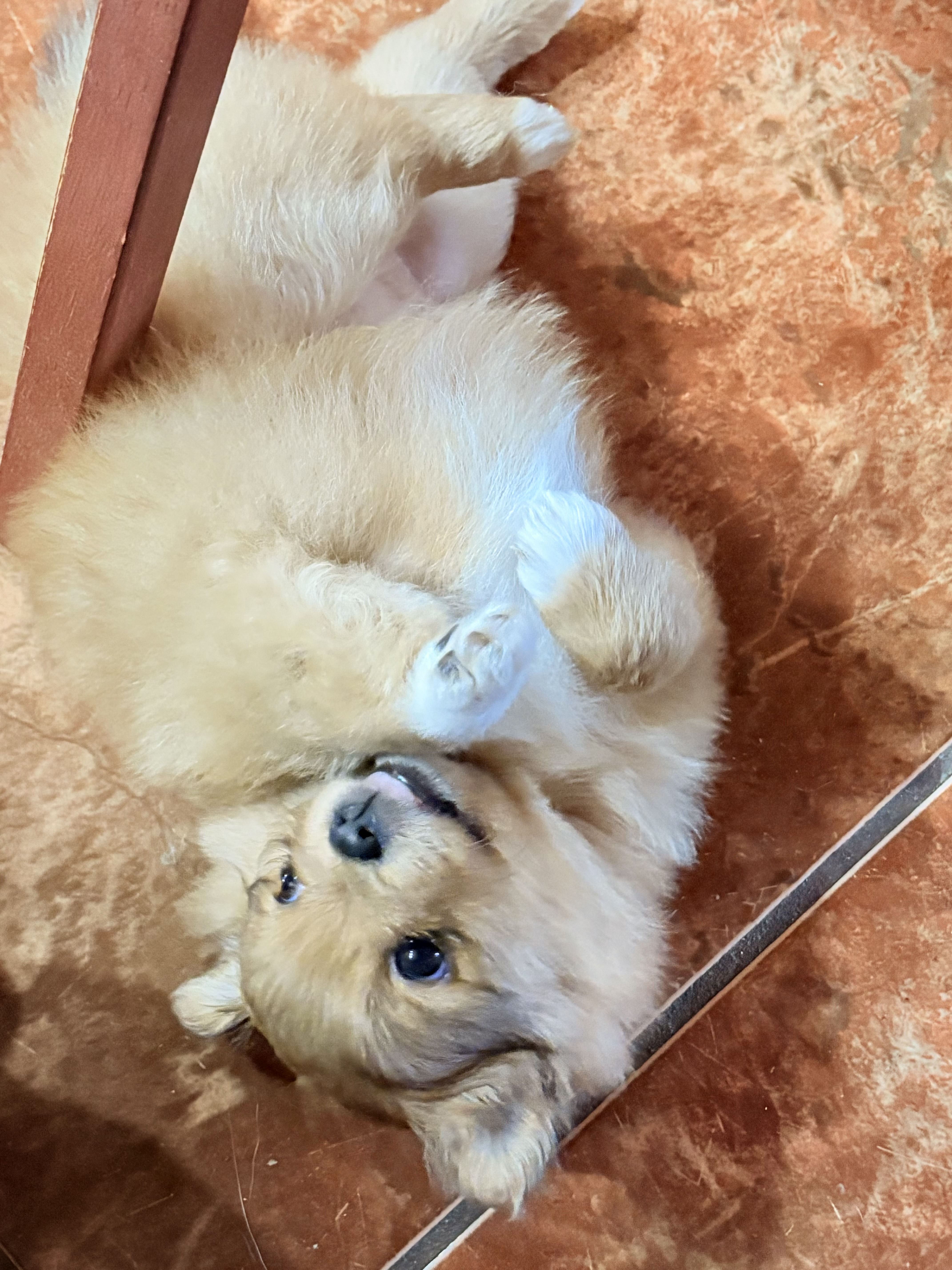 puppy, for, sale, Pomeranian, Steve M. Cornell, dog, breeder, Glendale, AZ, dog-breeder, puppy-for-sale, forsale, nearby, find, puppyfind, locator, puppylocator, aca