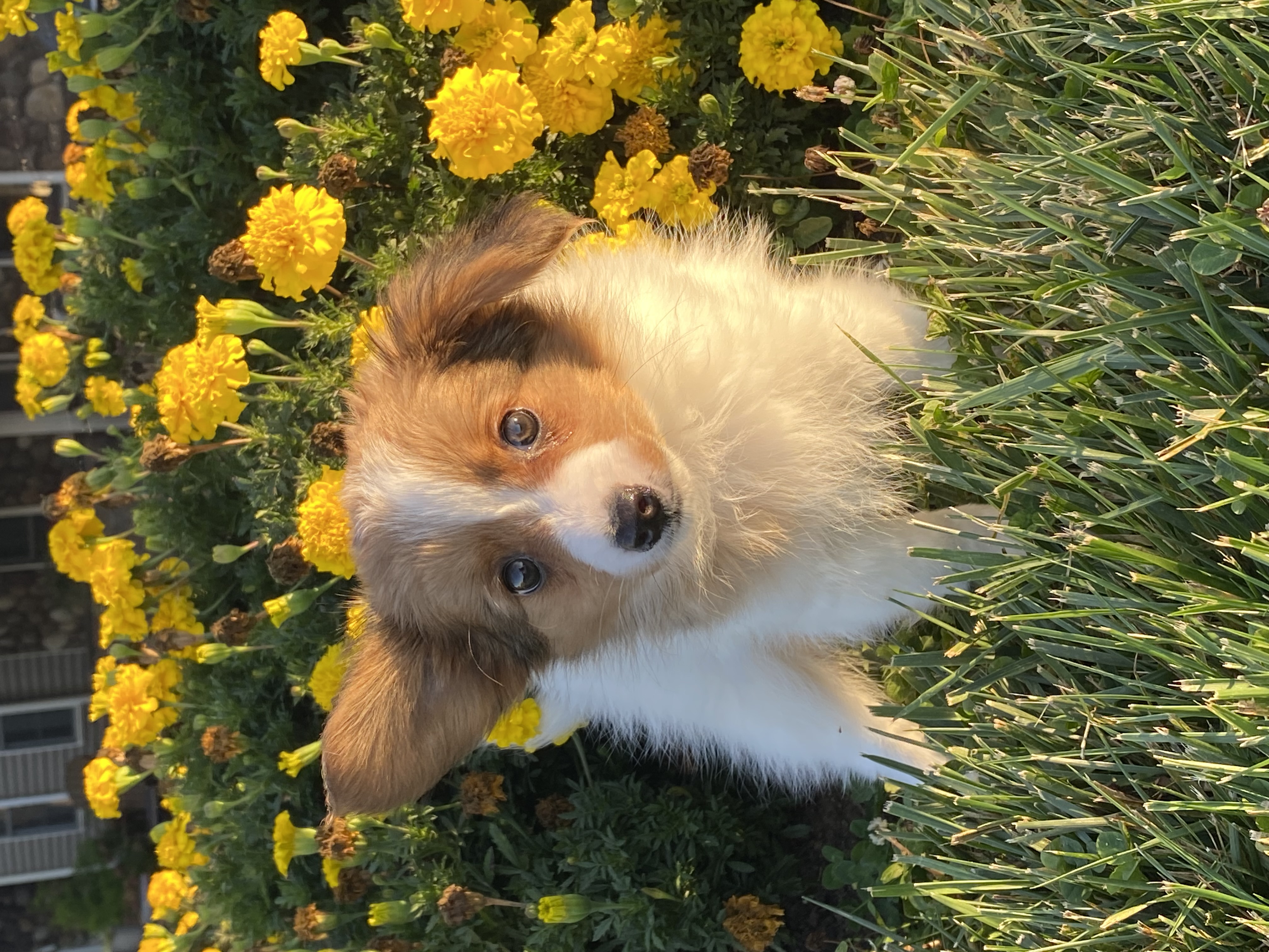 puppy, for, sale, Papillon, Curtis  Martin, dog, breeder, Seneca Falls, NY, dog-breeder, puppy-for-sale, forsale, nearby, find, puppyfind, locator, puppylocator, aca